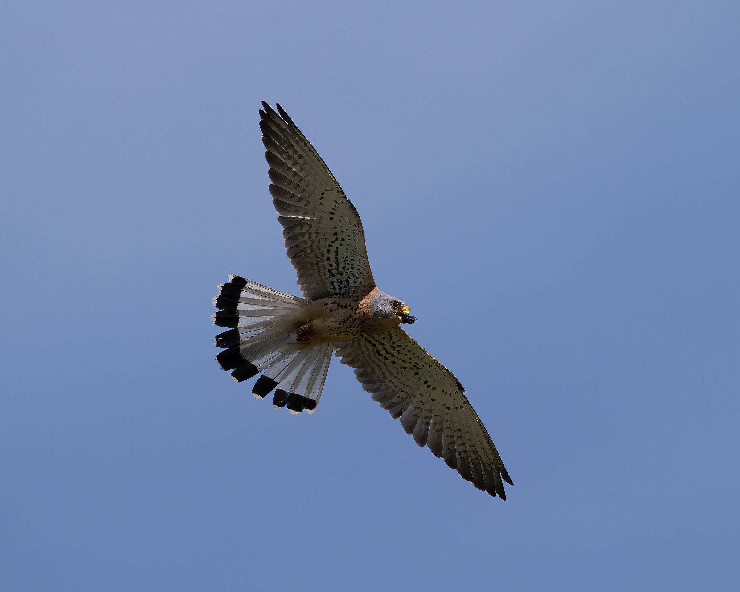 Lesser Kestrel