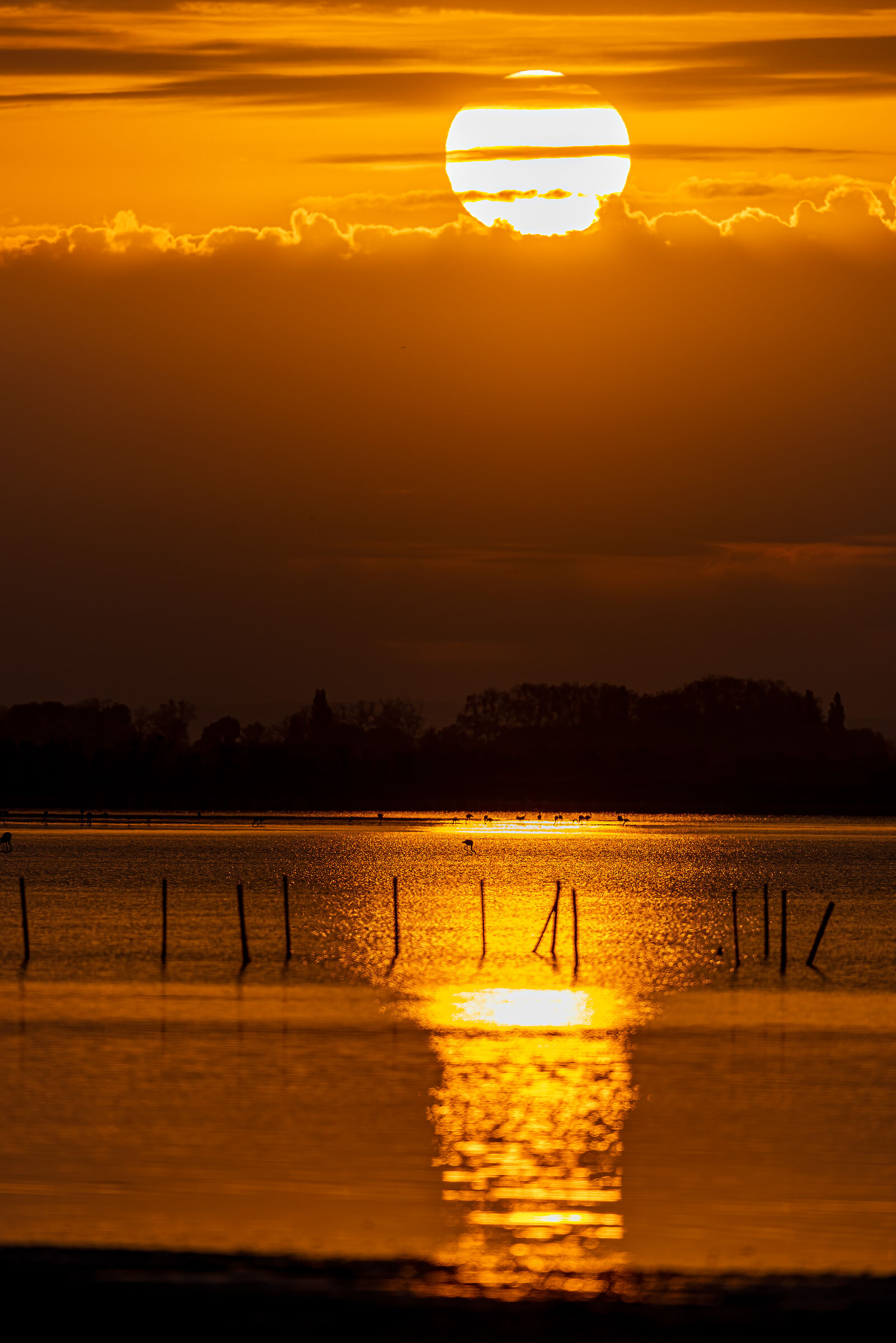 Camargue Aprile 2023 Alba