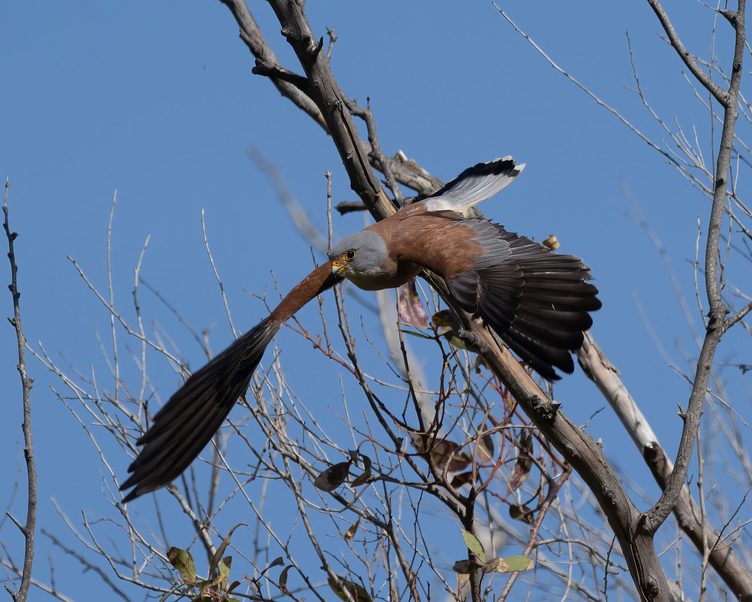 Lesser Kestrel