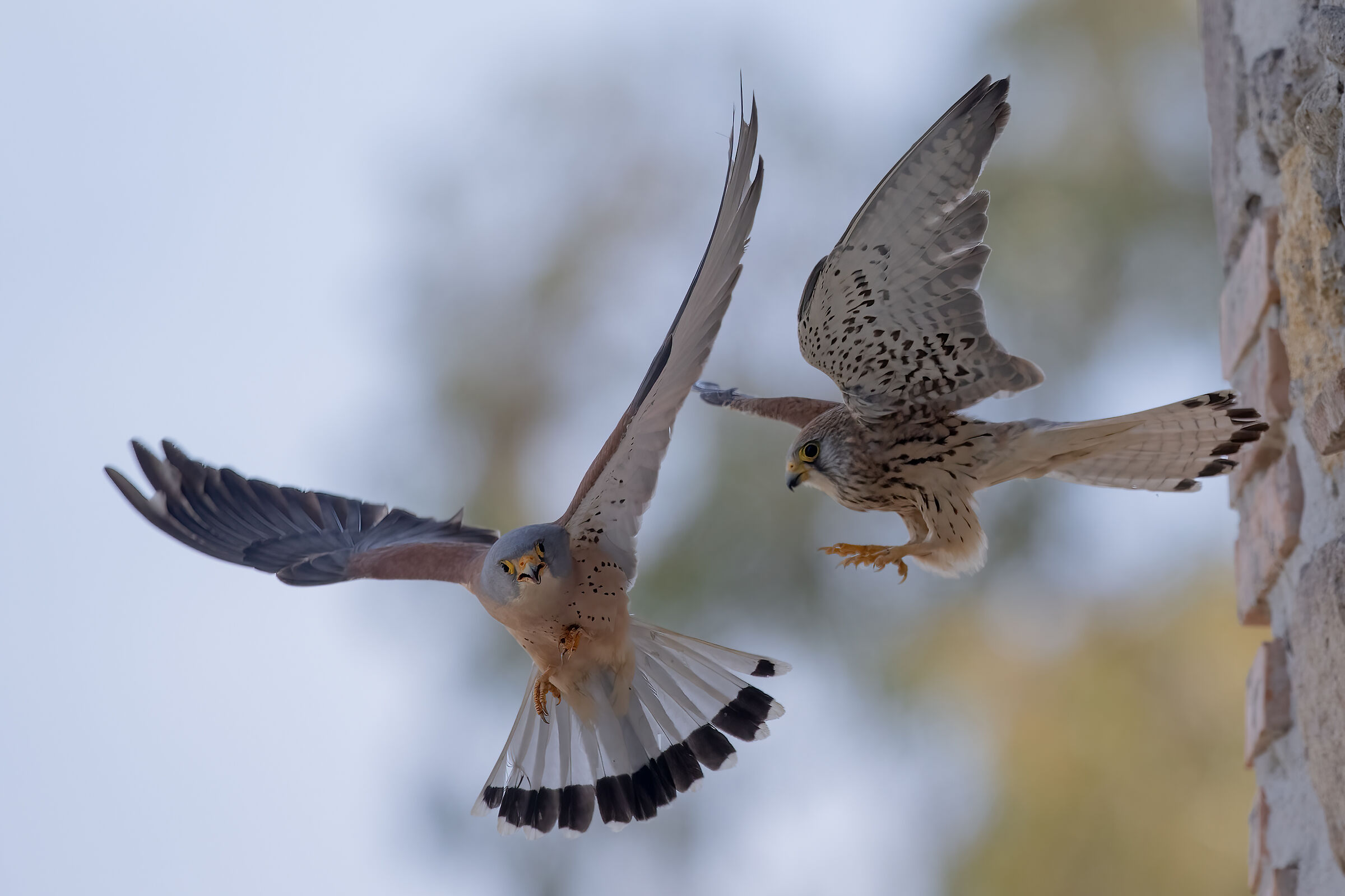 Lesser Kestrel