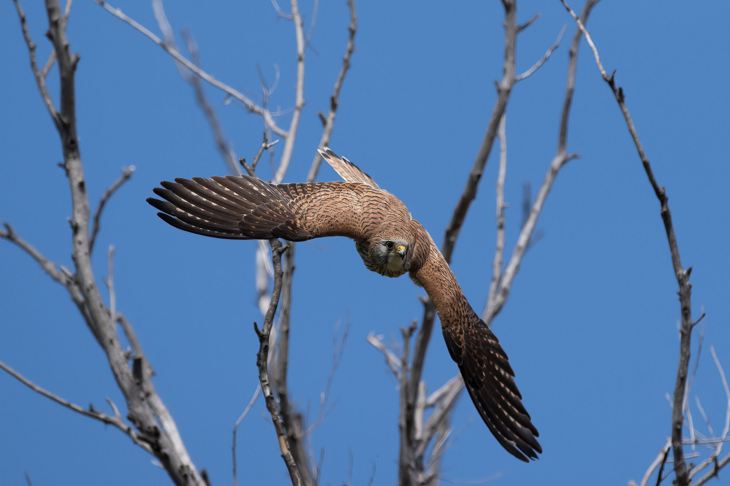 Lesser Kestrel