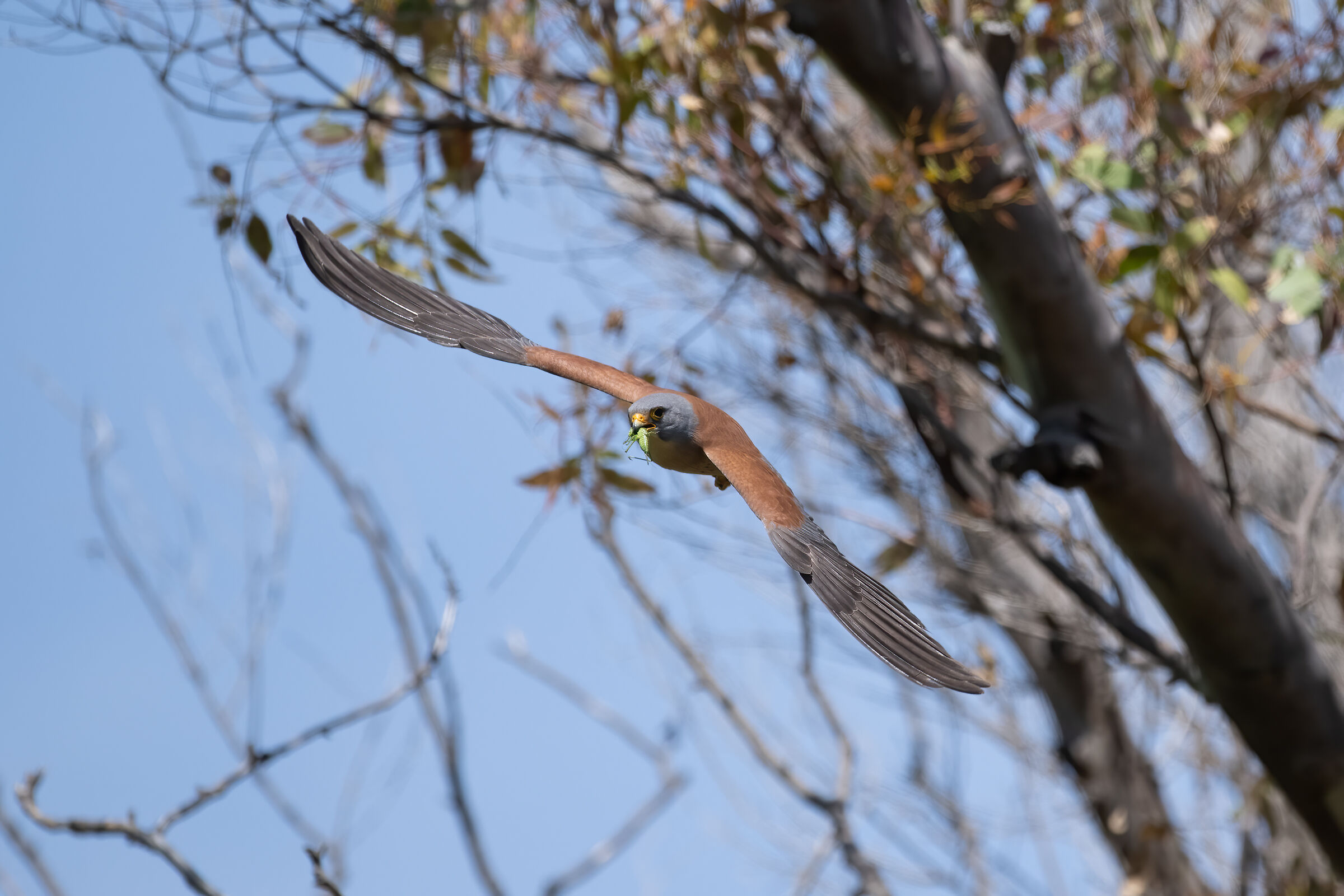 Lesser Kestrel