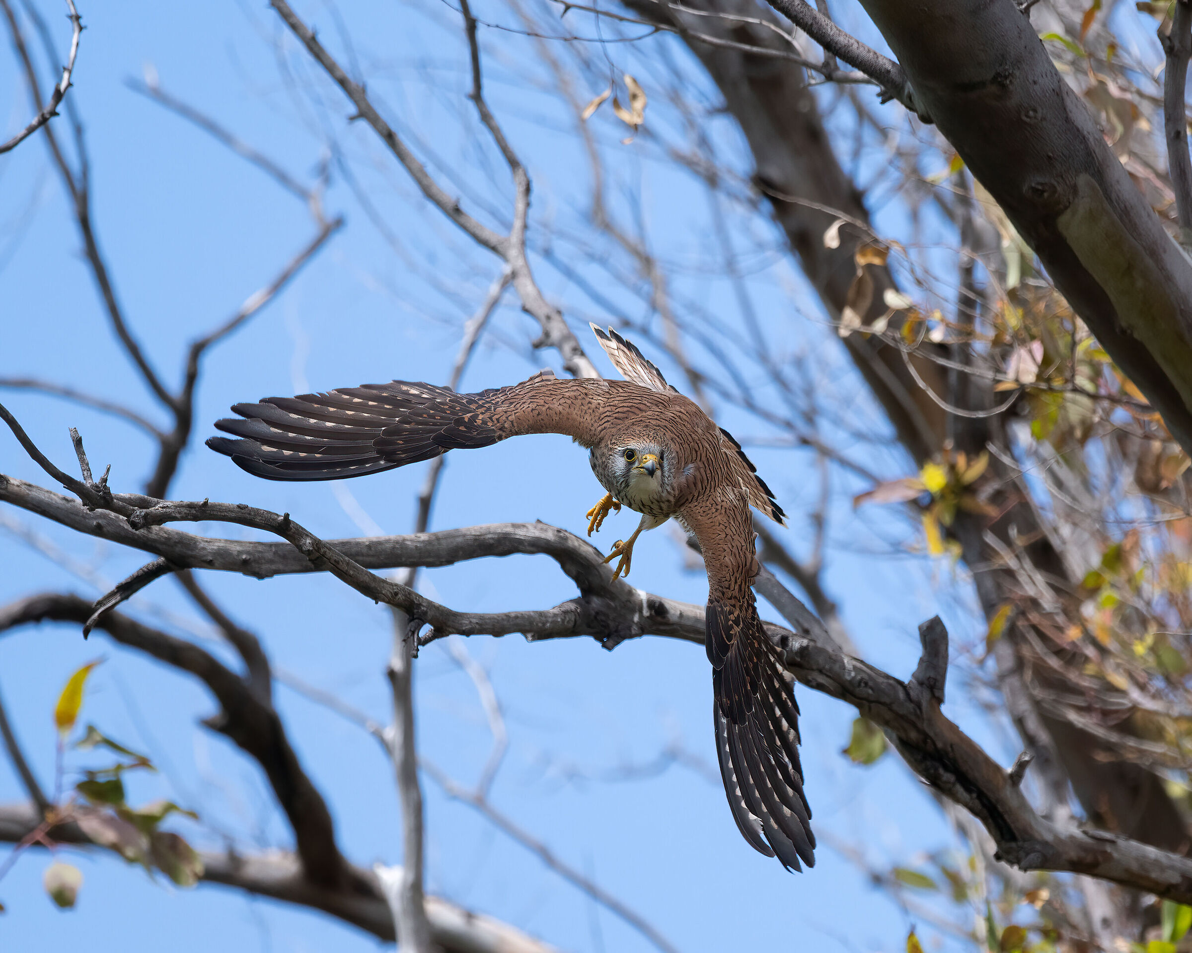 Lesser Kestrel