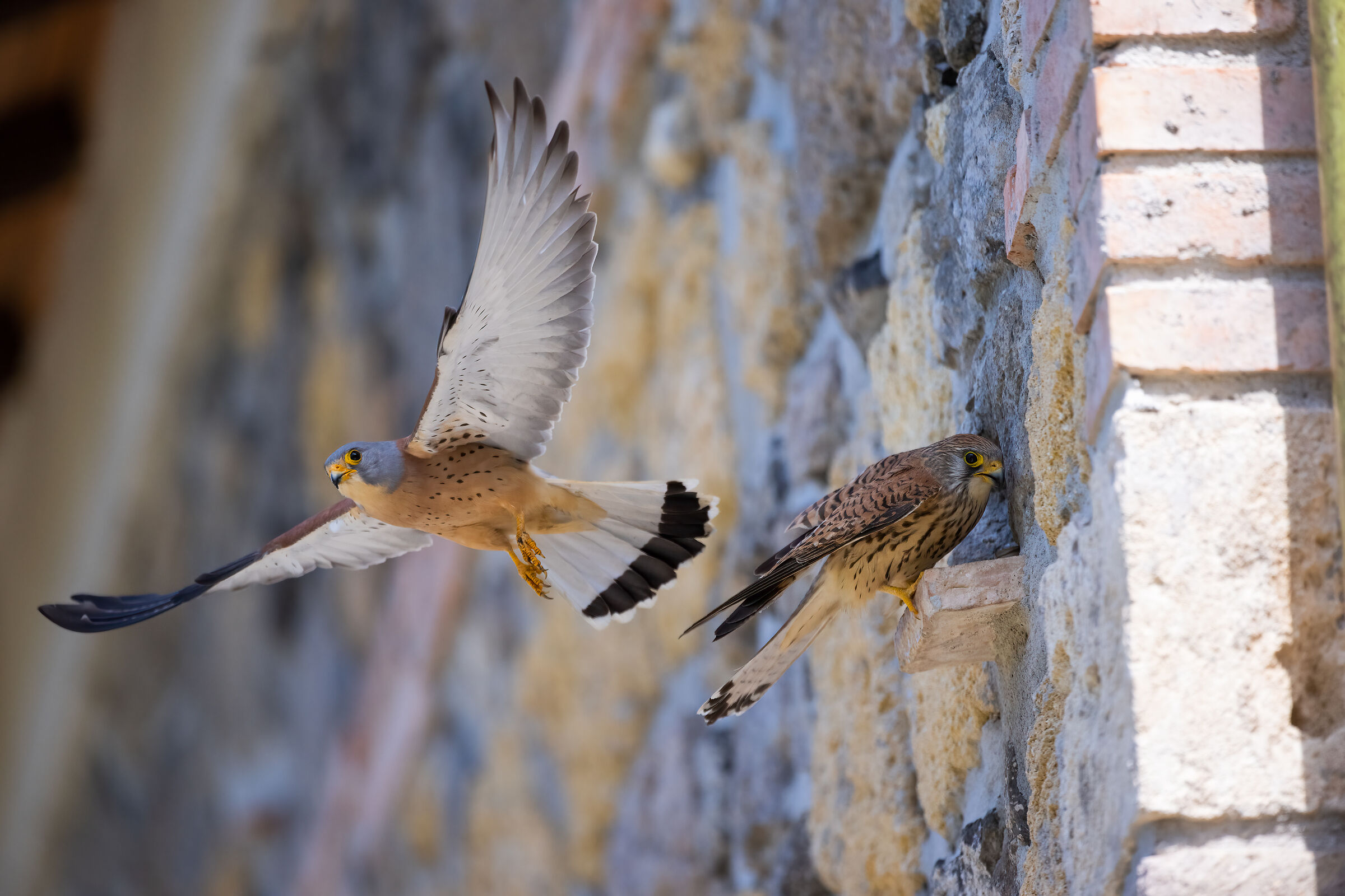 Lesser Kestrel