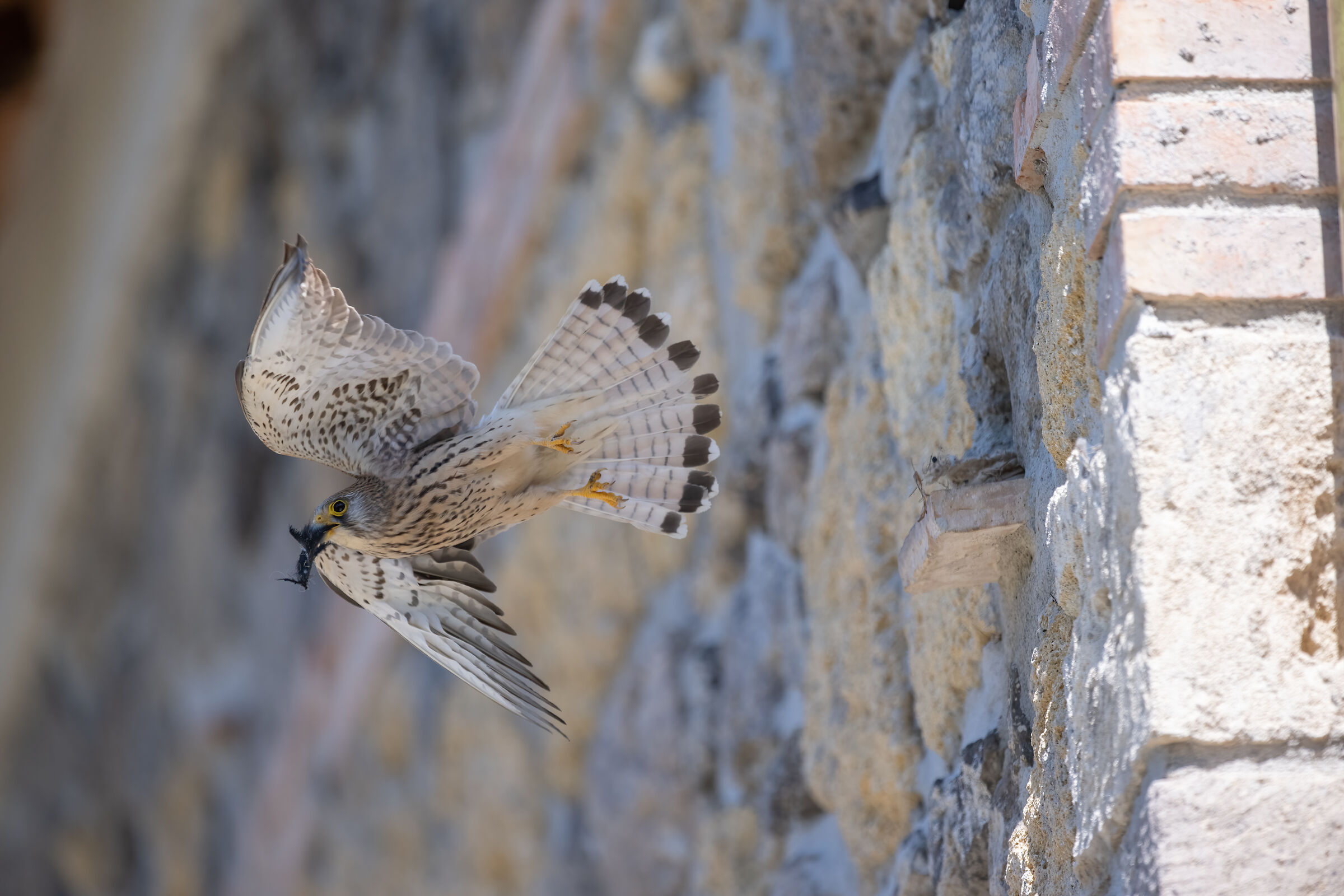 Lesser Kestrel