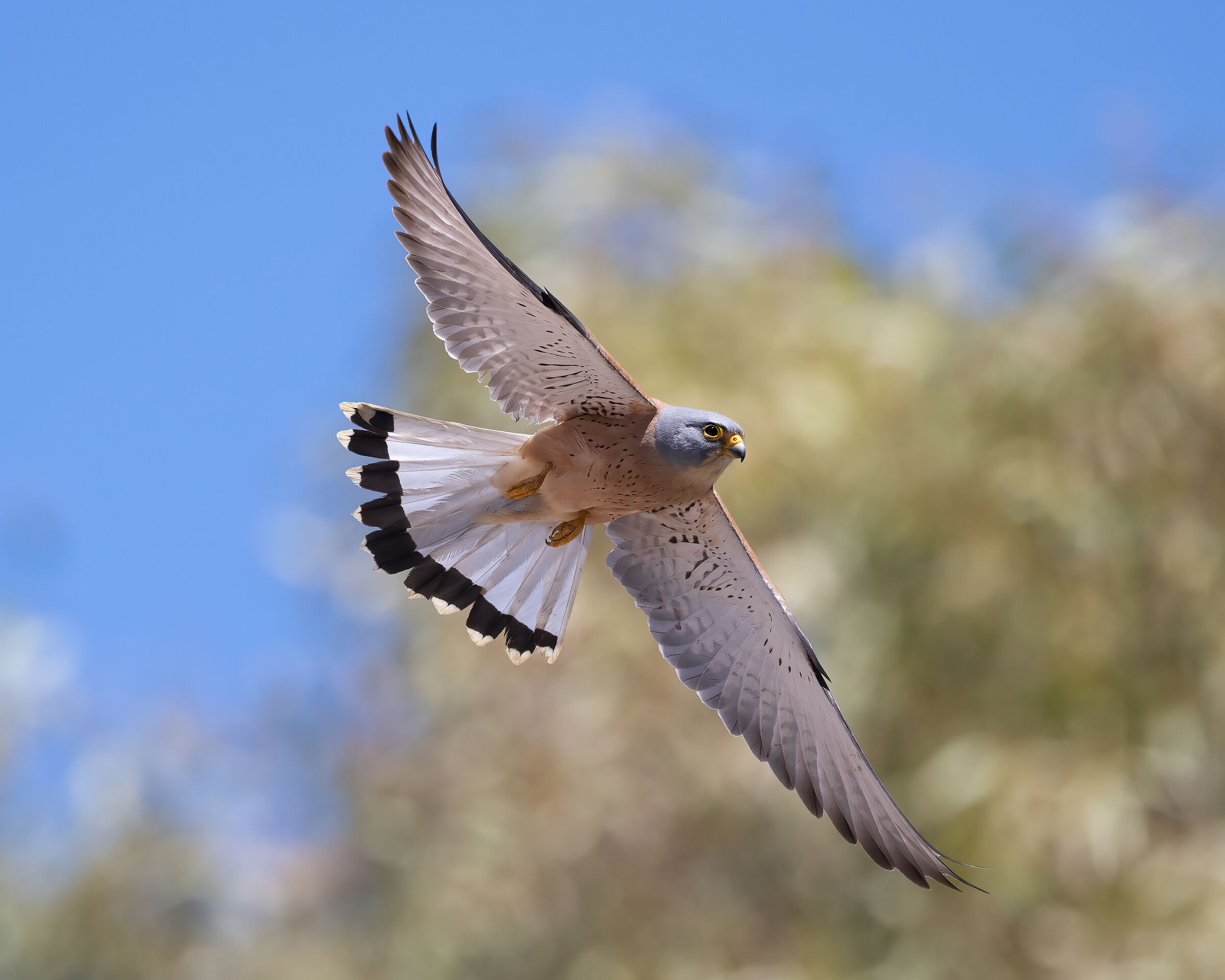 Lesser Kestrel