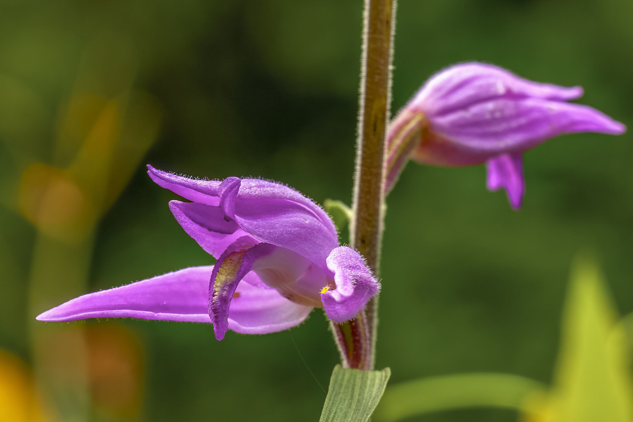 Cephalanthera rubra