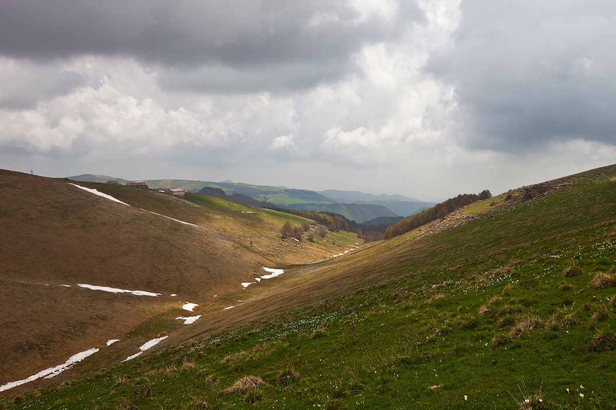 High lessinia (Spring 2013)