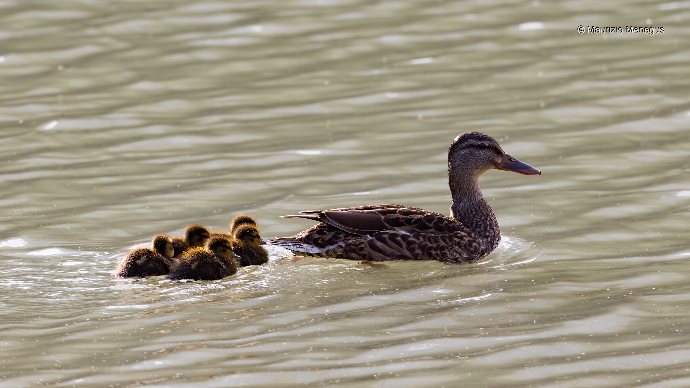 Femmina di germano reale con prole 06/05/2023 Dolomiti