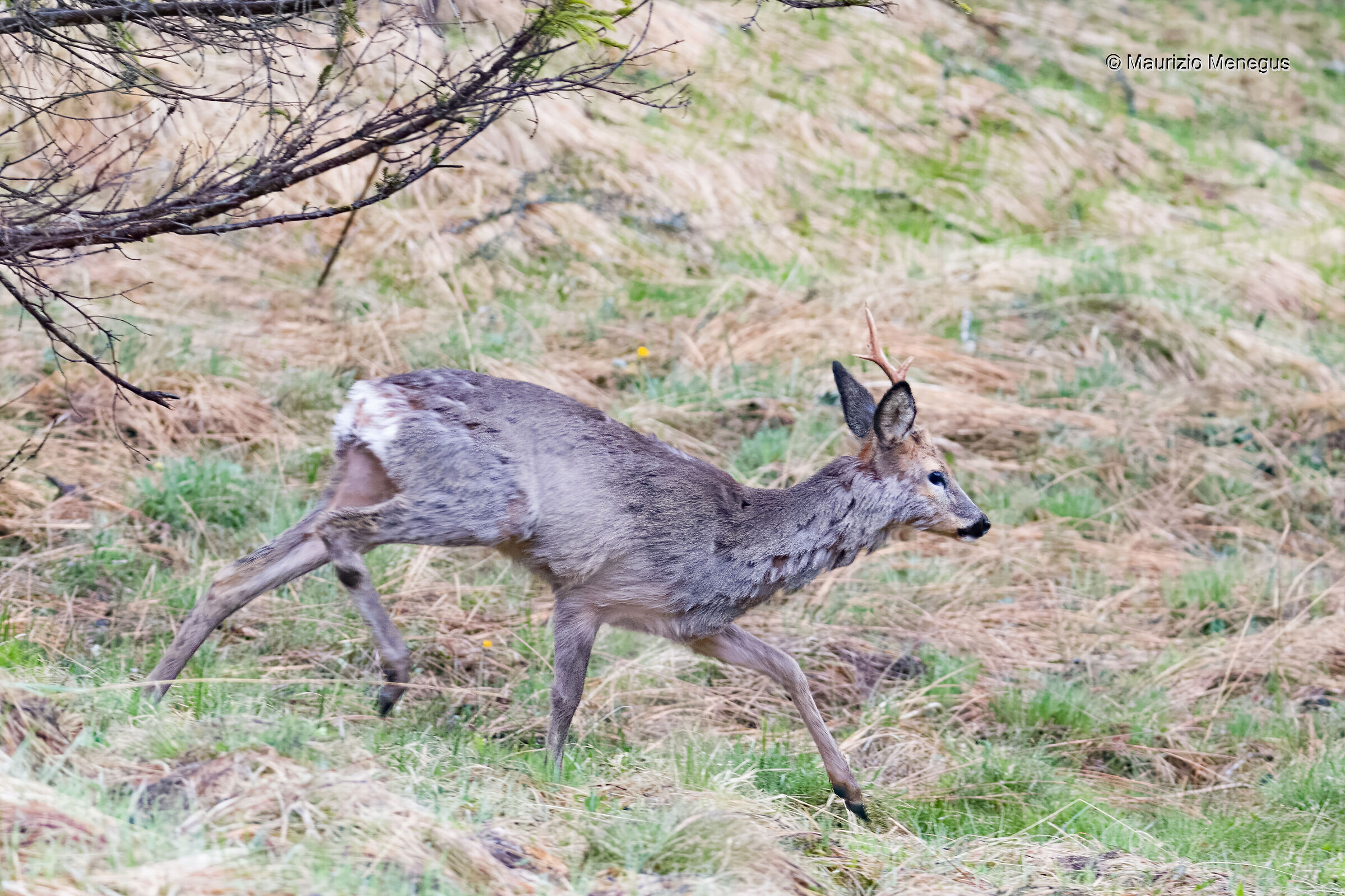 Capriolo maschio in muta primaverile 06/05/2023