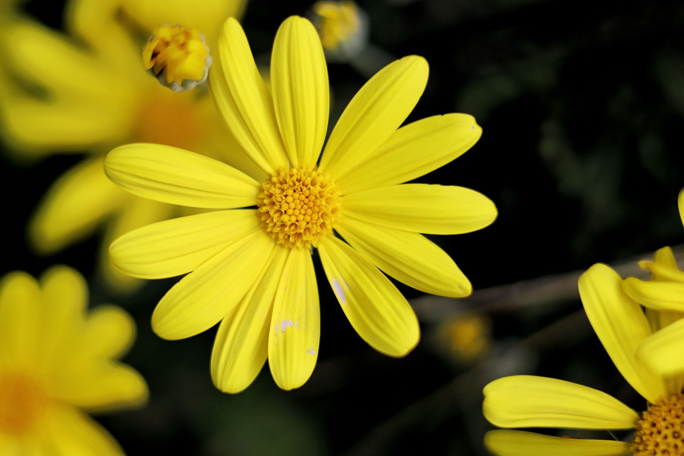 Euryops pectinatus