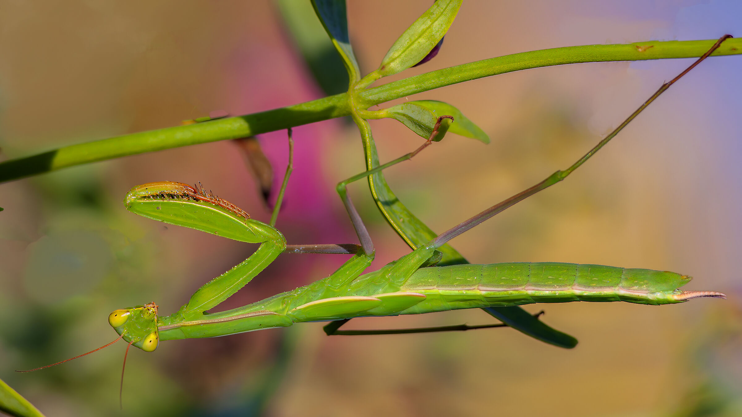 Camouflage - Praying mantis