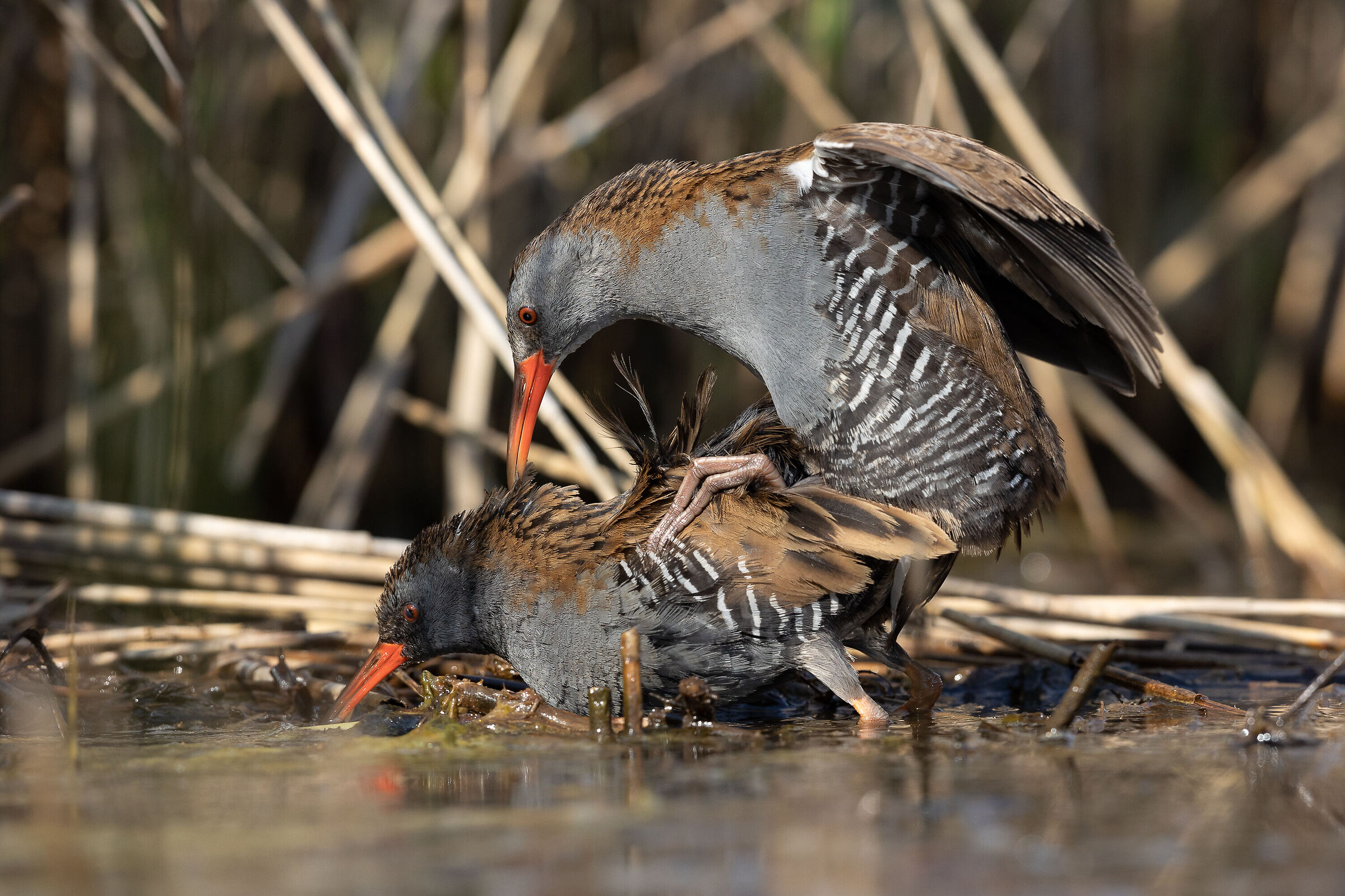 porciglione accoppiamento