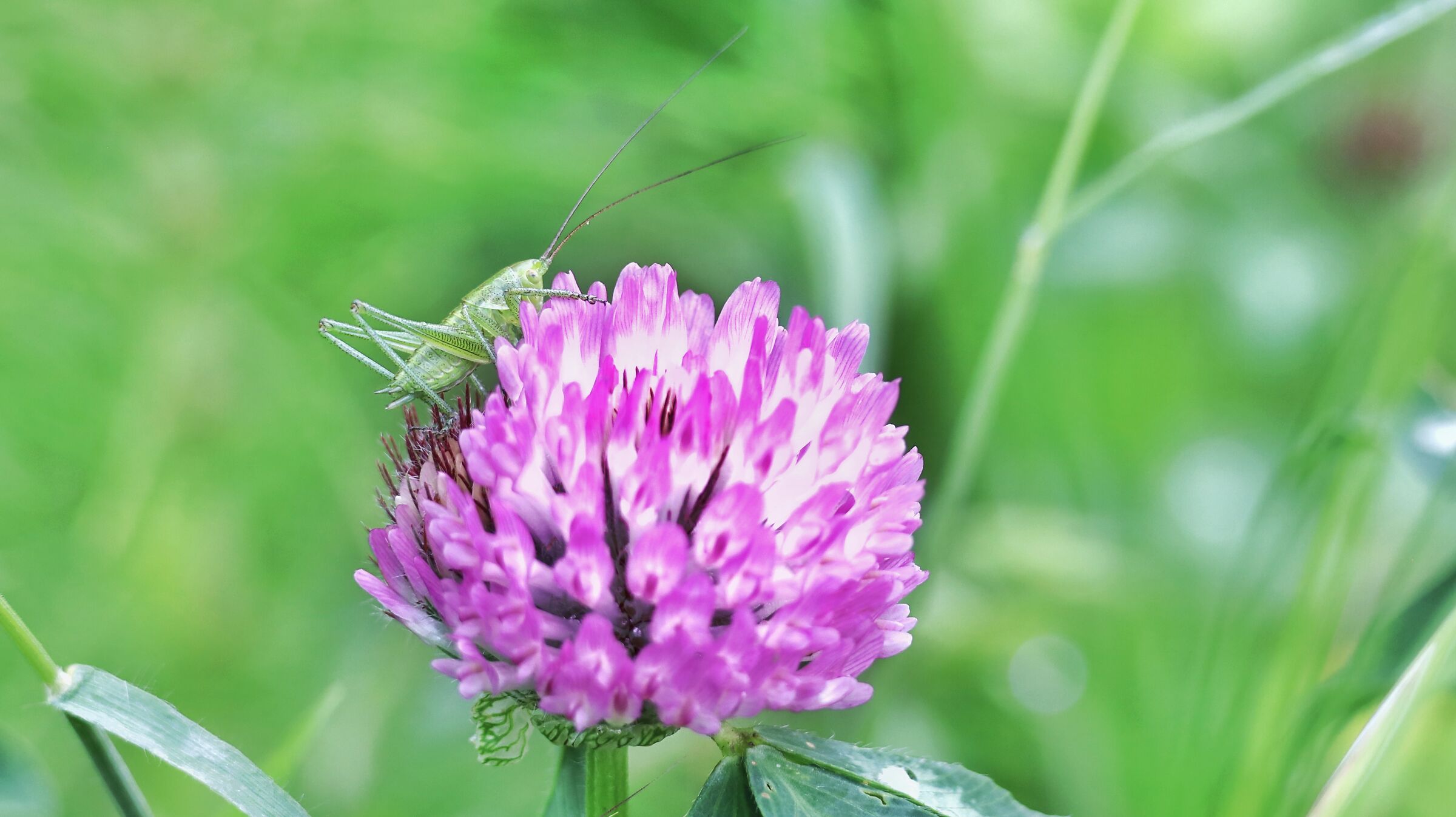 Tettigonia viridissima on Trifolium pratense