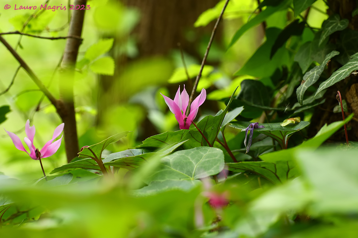Ciclamini primaverili