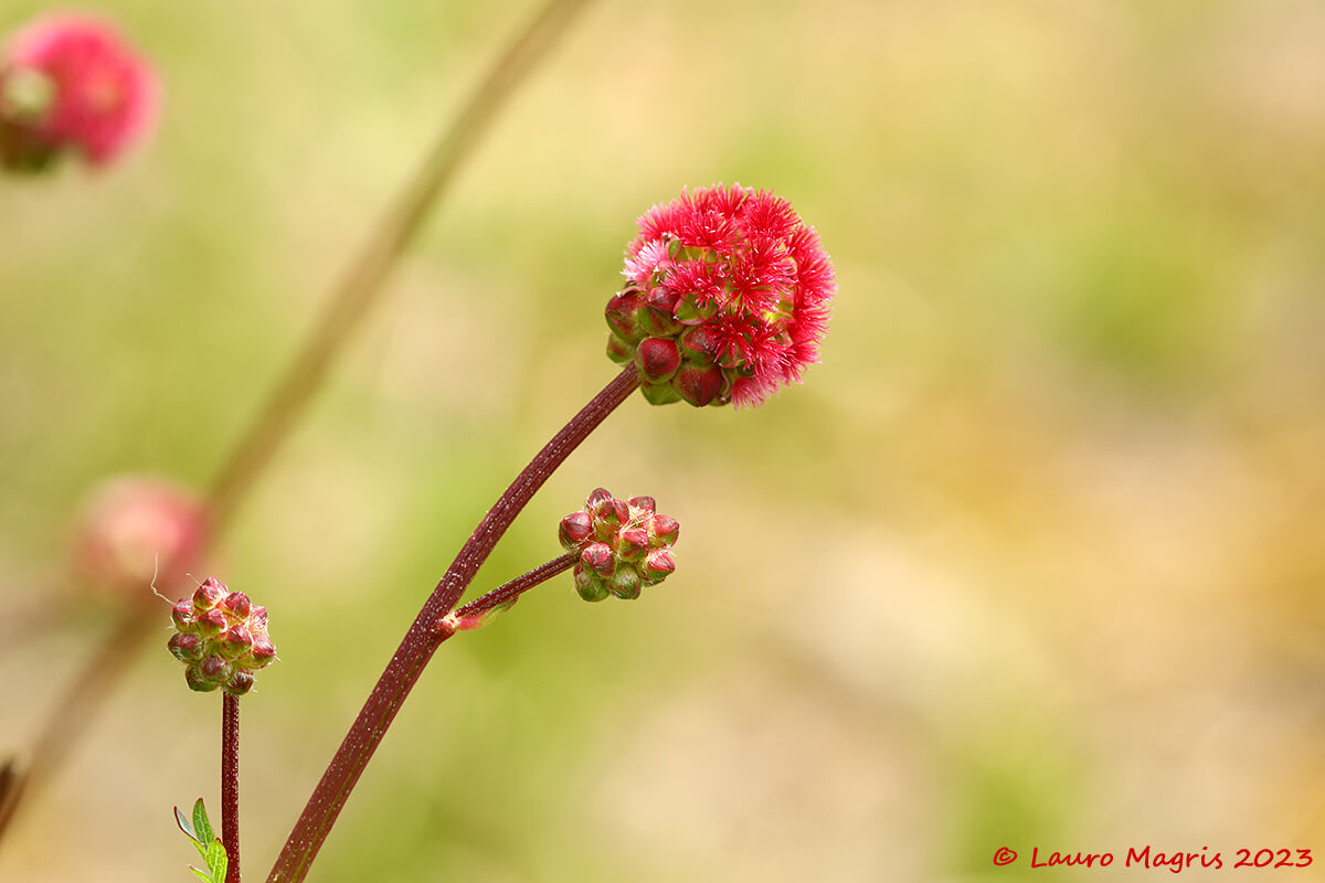 Sanguisorba minor