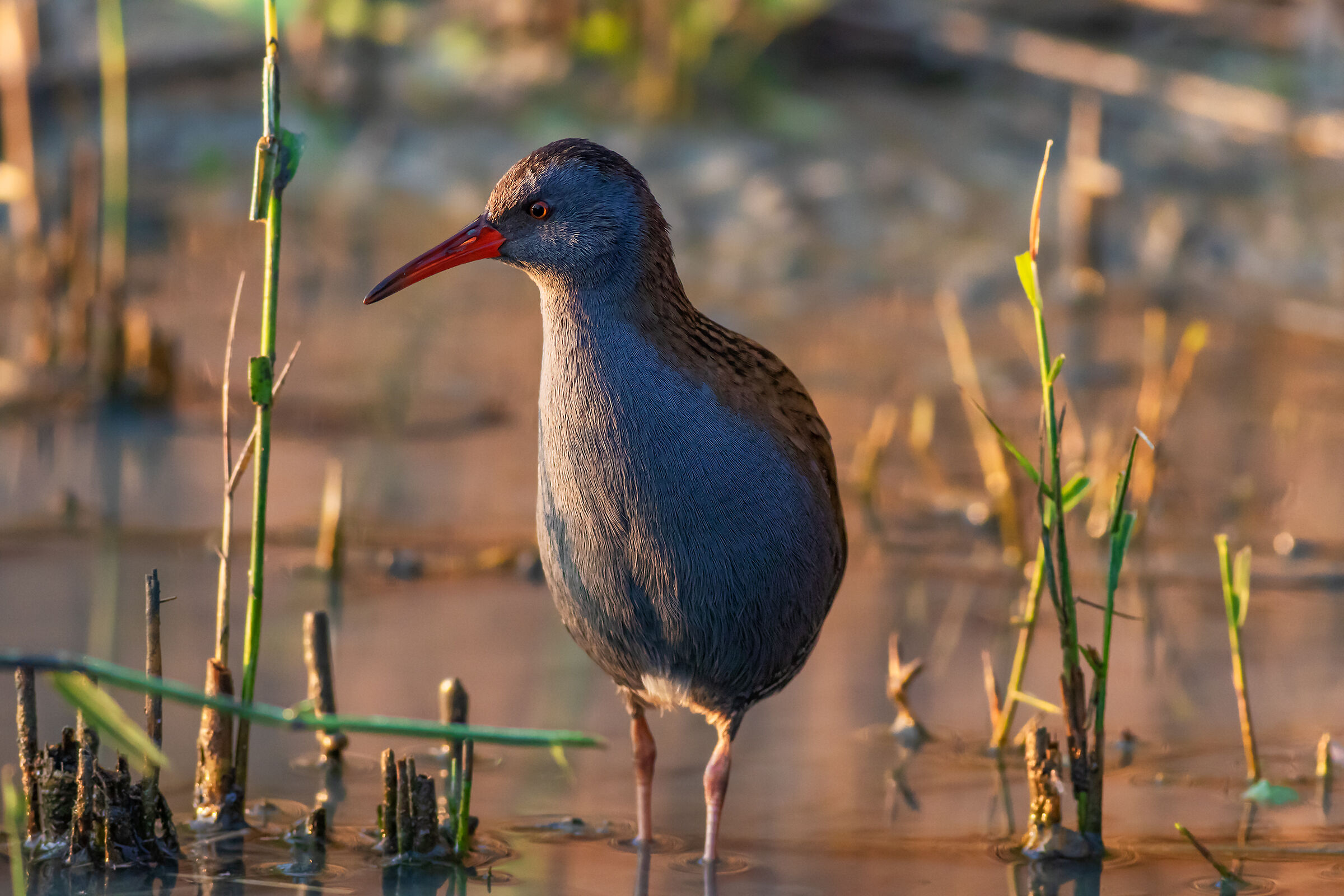 Water rail