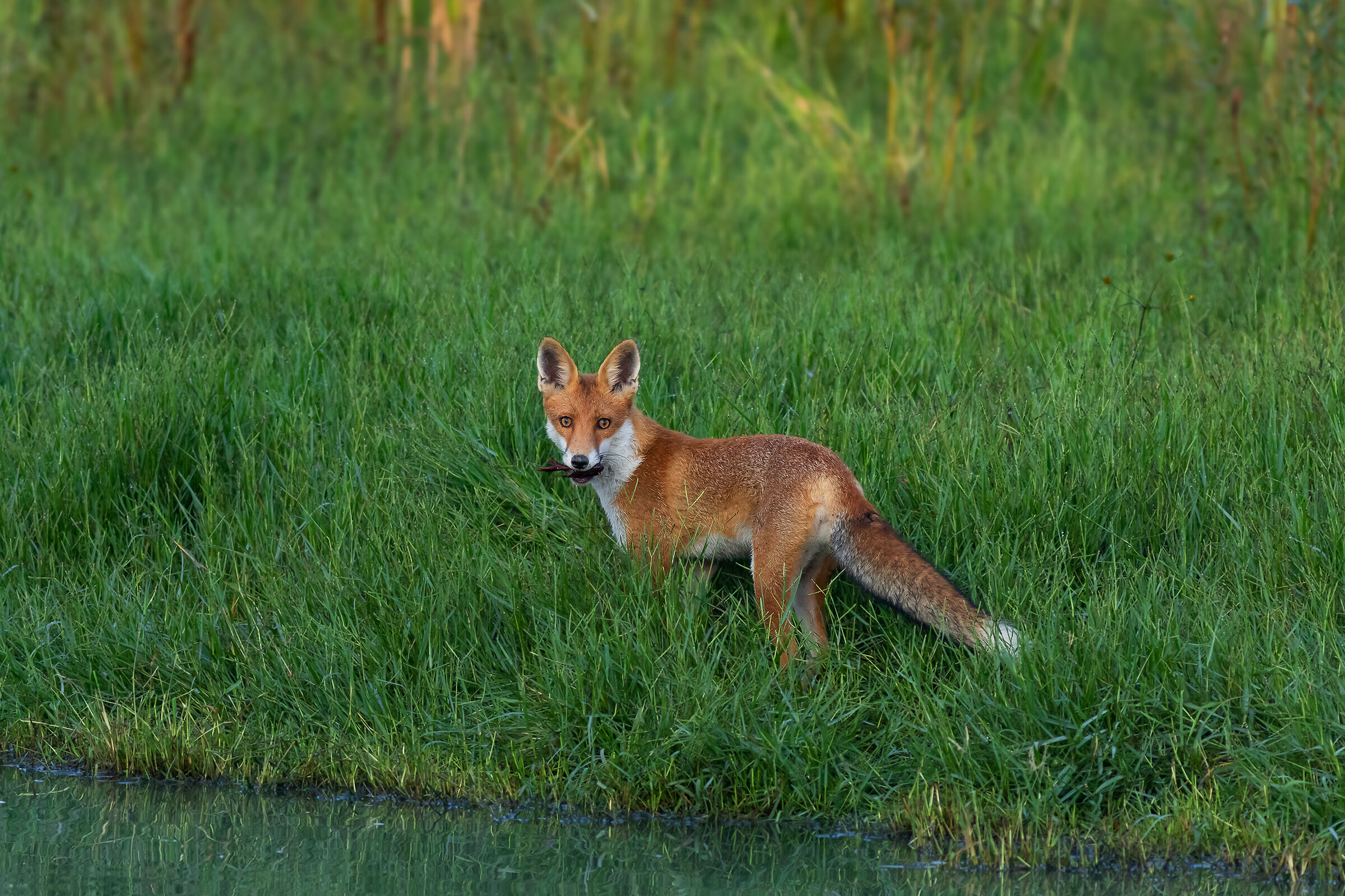 Fox with shrimp