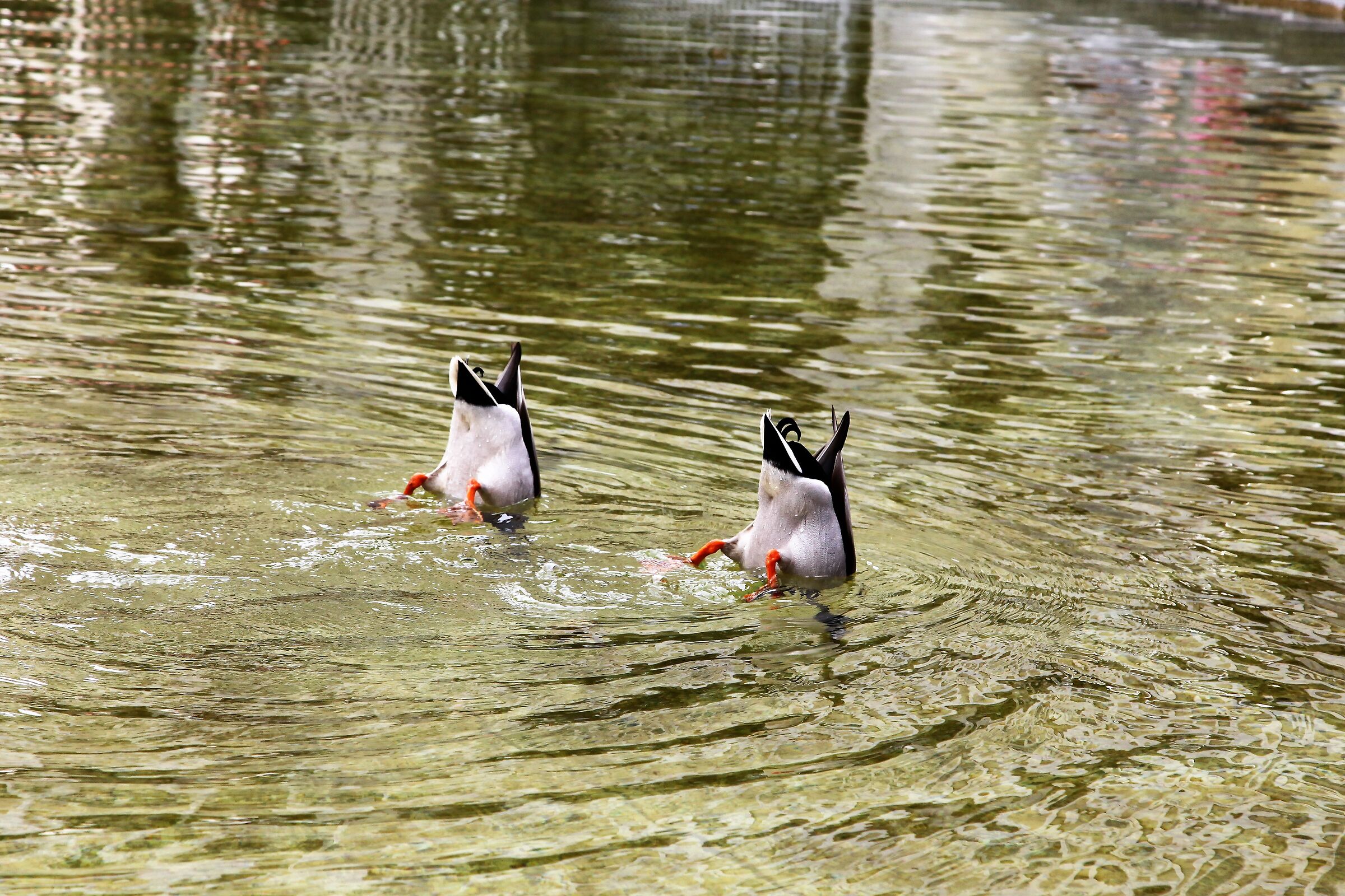 Nuoto...sincronizzato