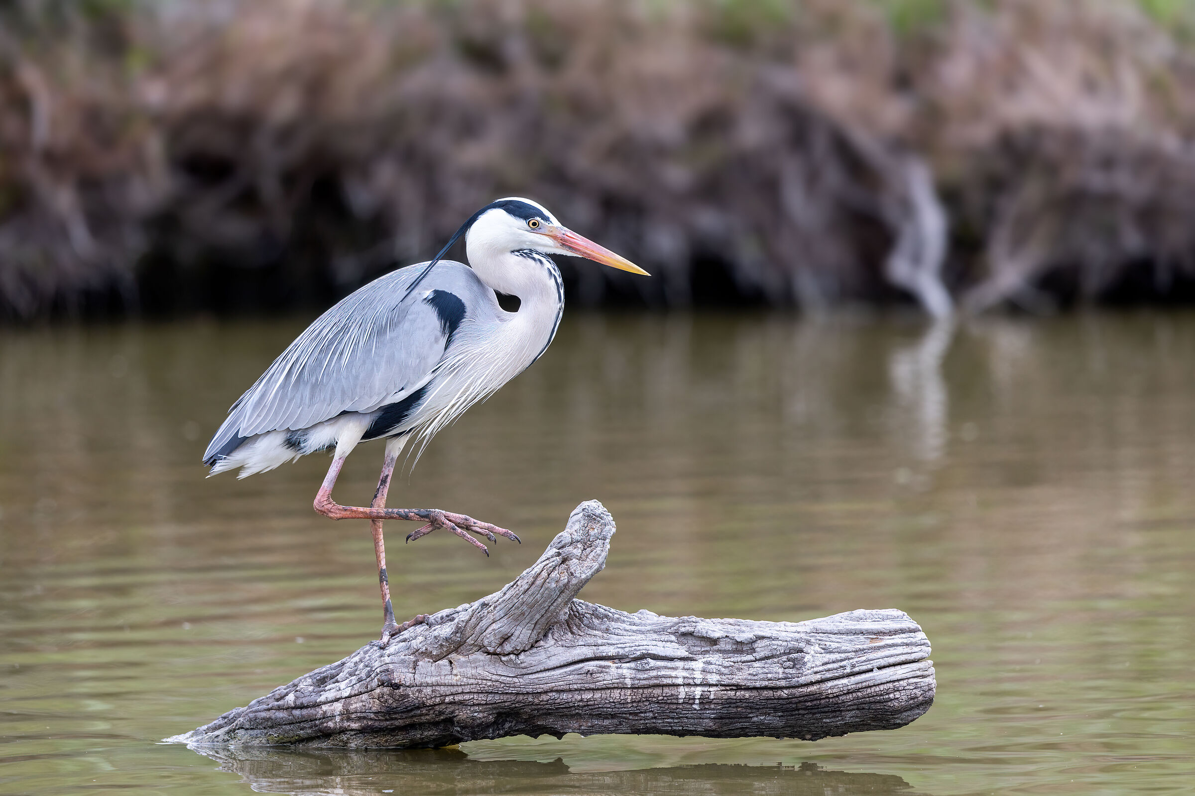 Camargue 2023 Grey Heron