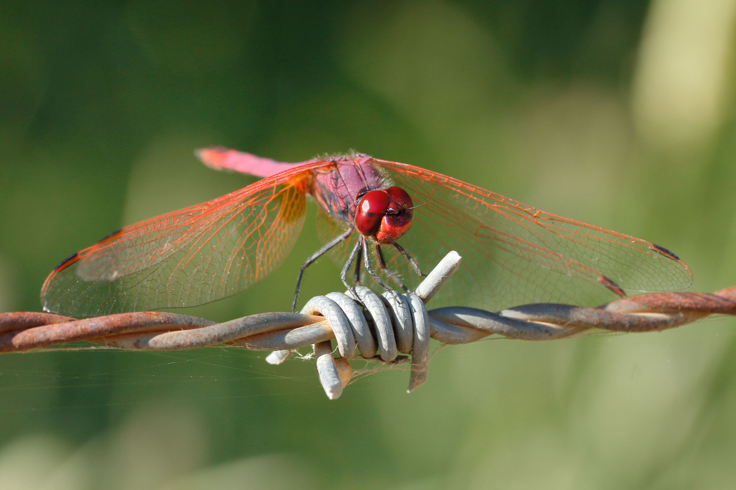 Dragonfly