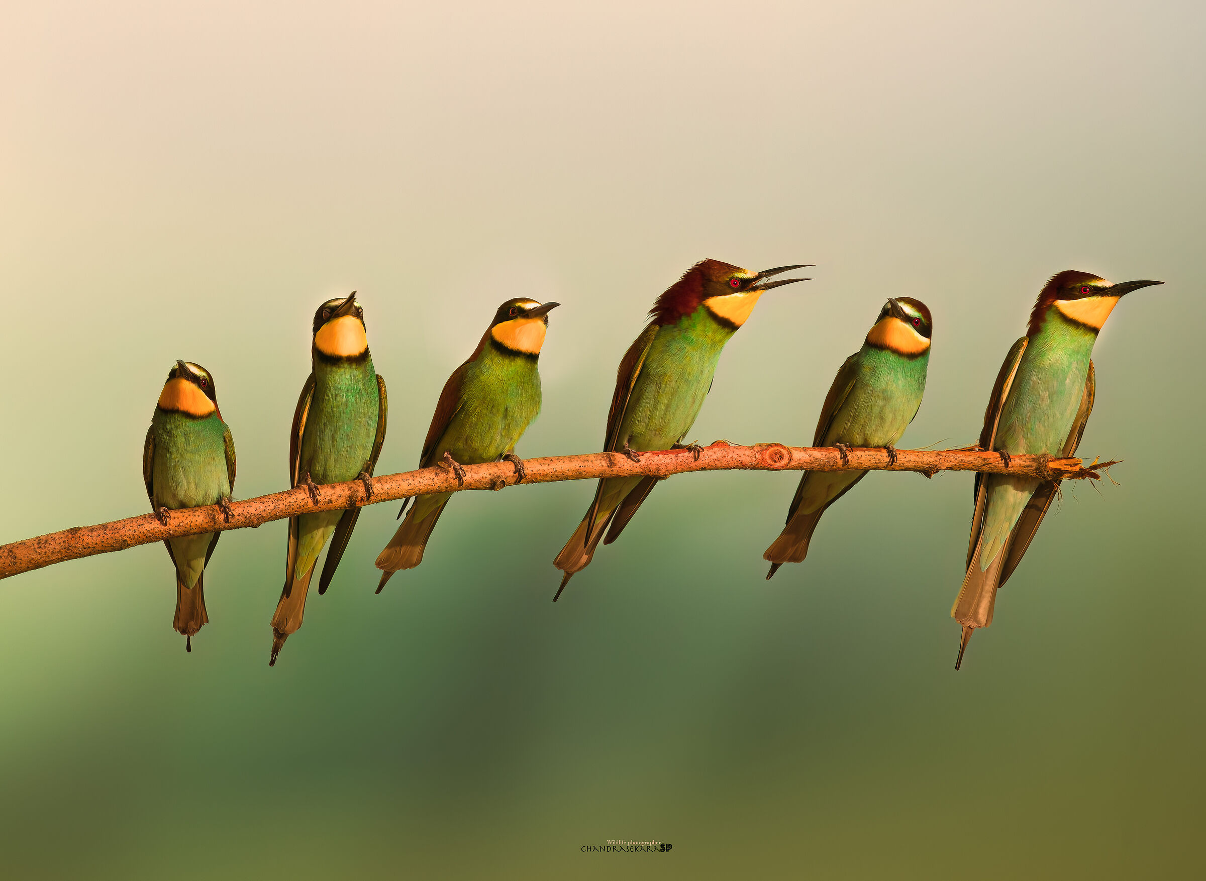 Bee-eaters