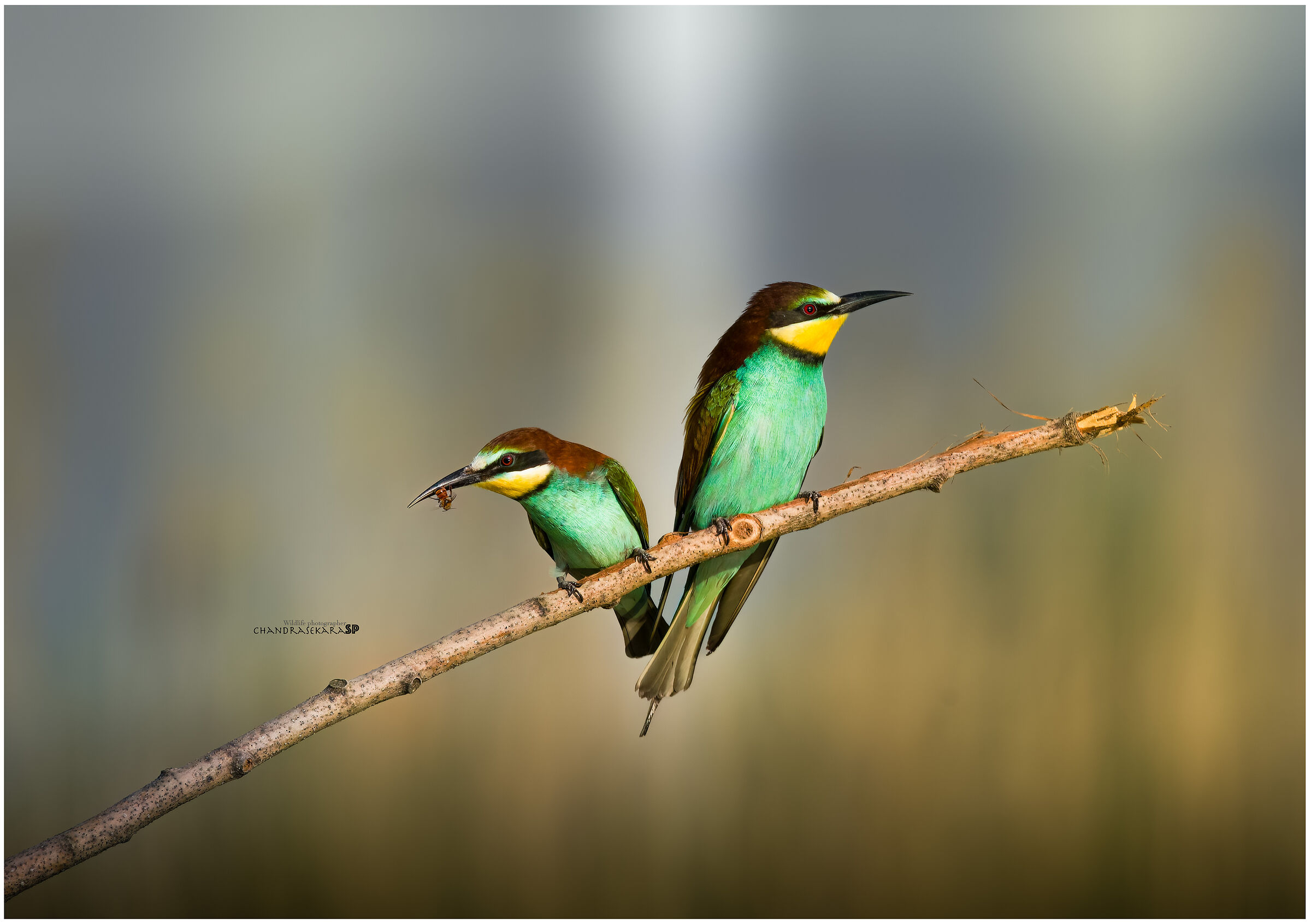 Bee-eaters