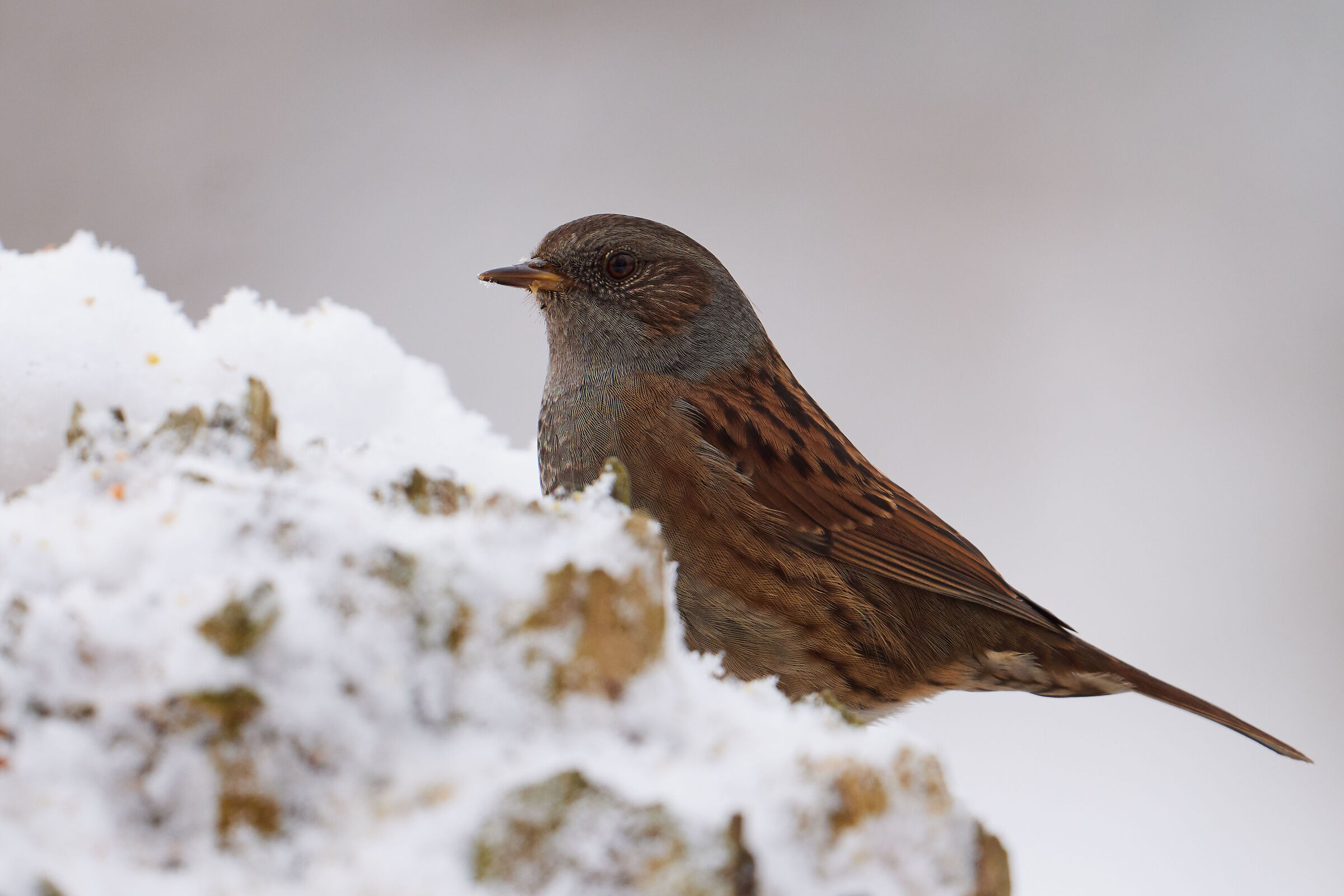 Dunnock