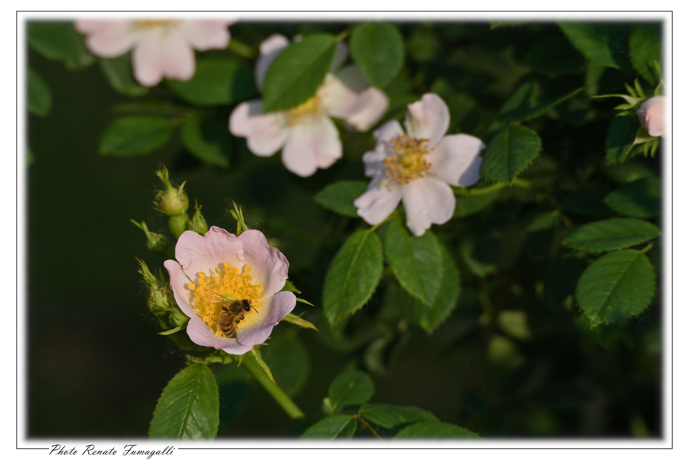 Wild rose (Rosa canina)