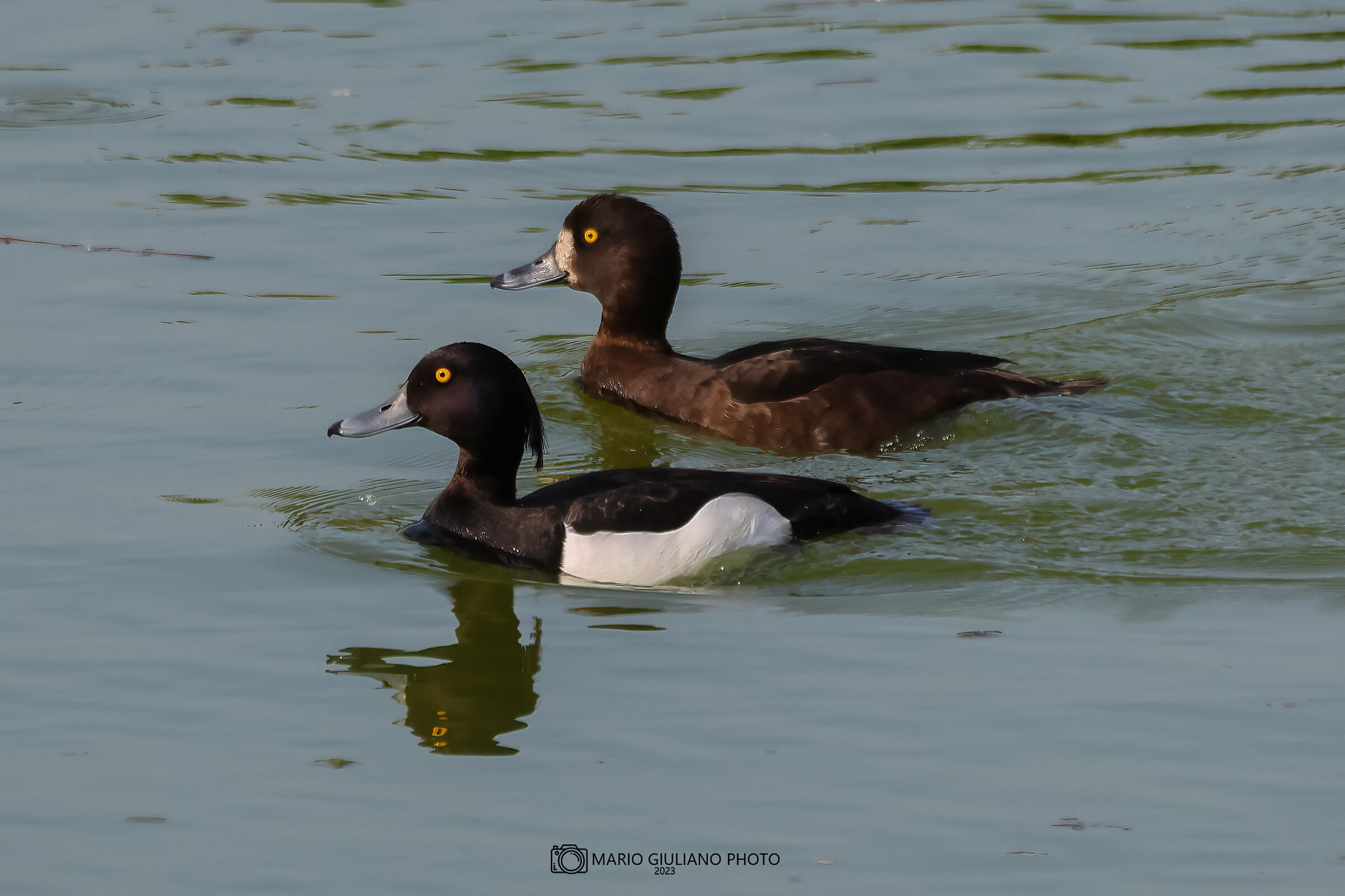 Pair of ducks
