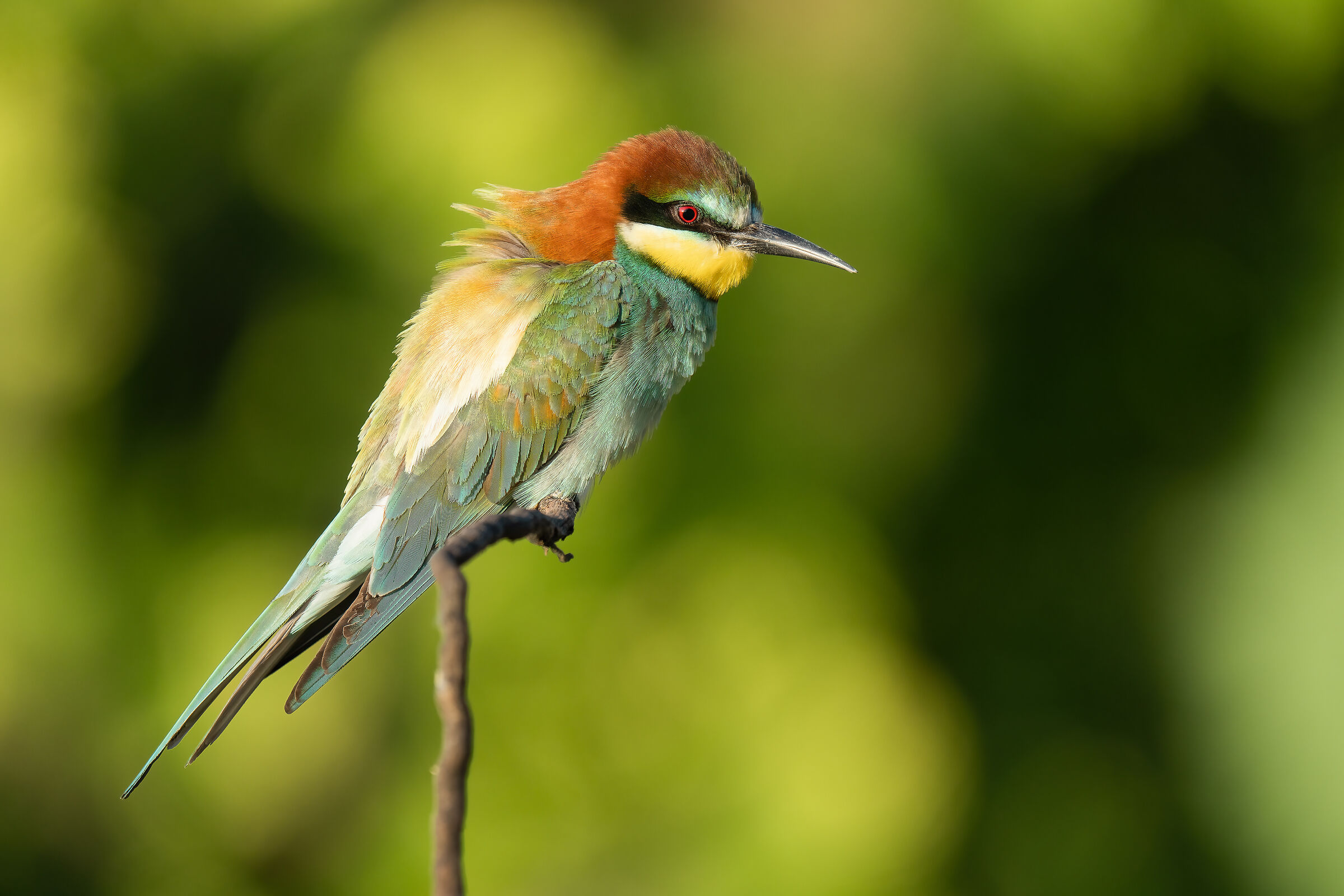 Bee-eater at dawn