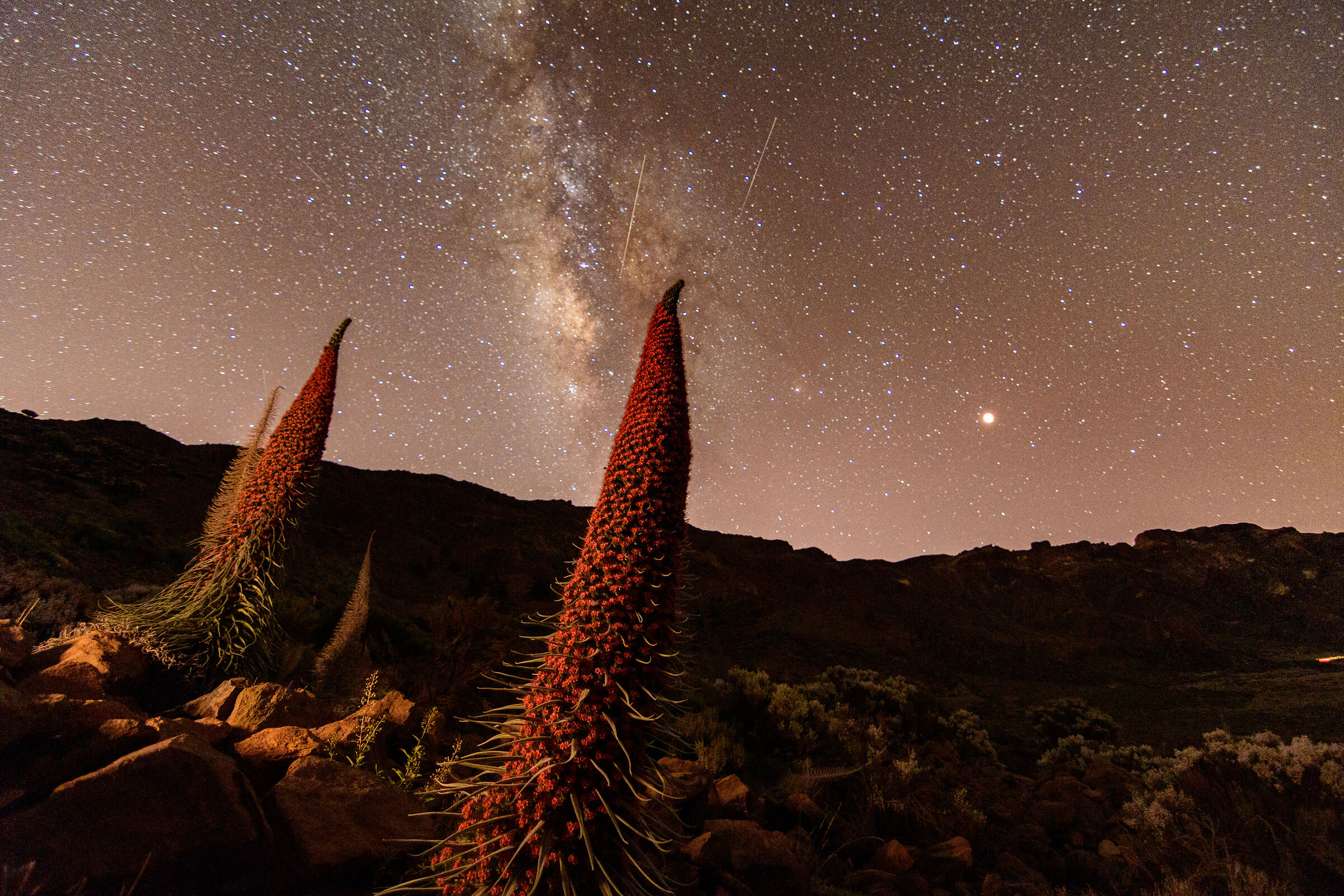 eclissi lunare e tajinastes nel Parco Nazionale del Teide