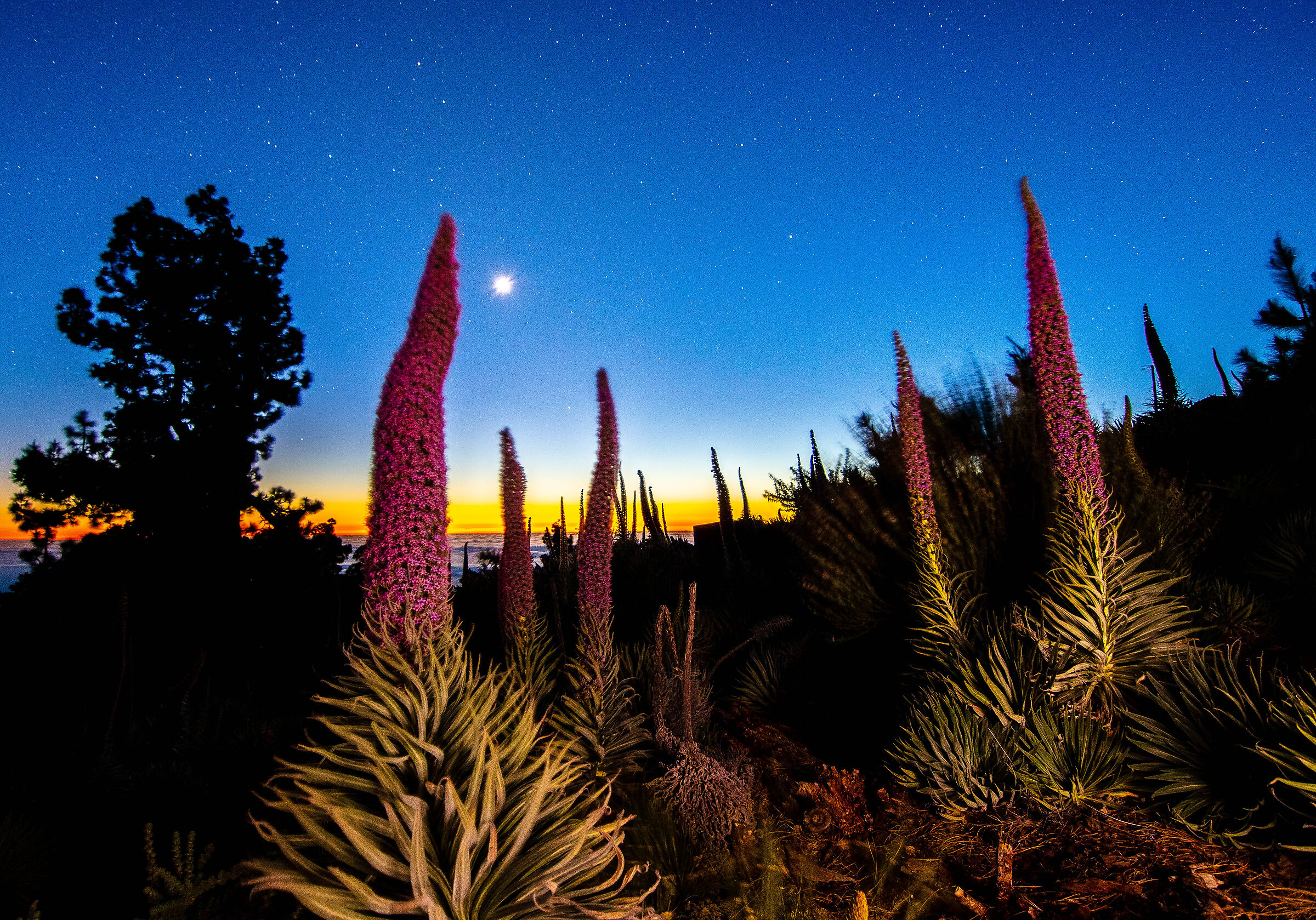 tajinastes e chiaro di luna a La Palma