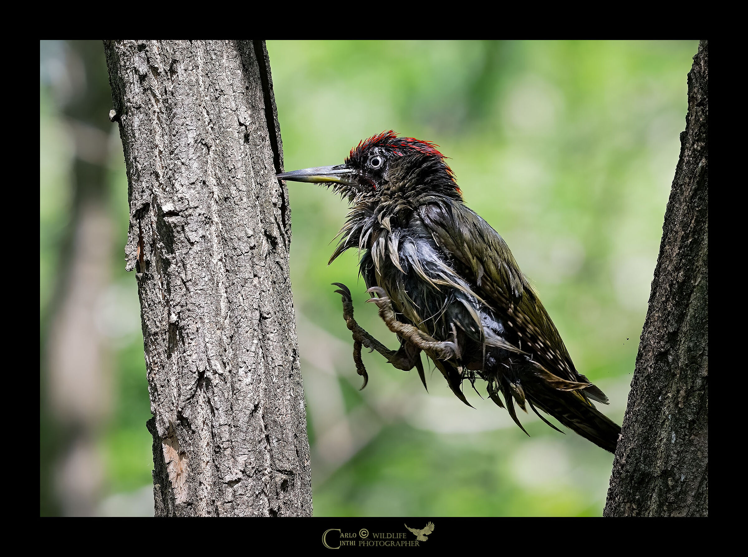 Male green woodpecker
