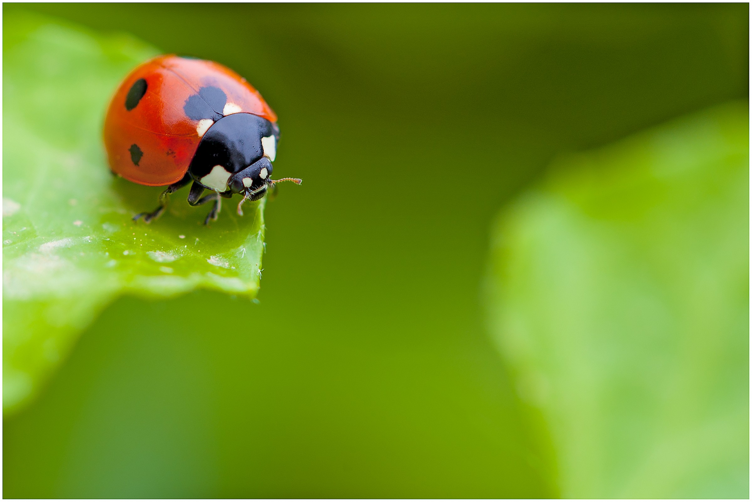 Ladybug