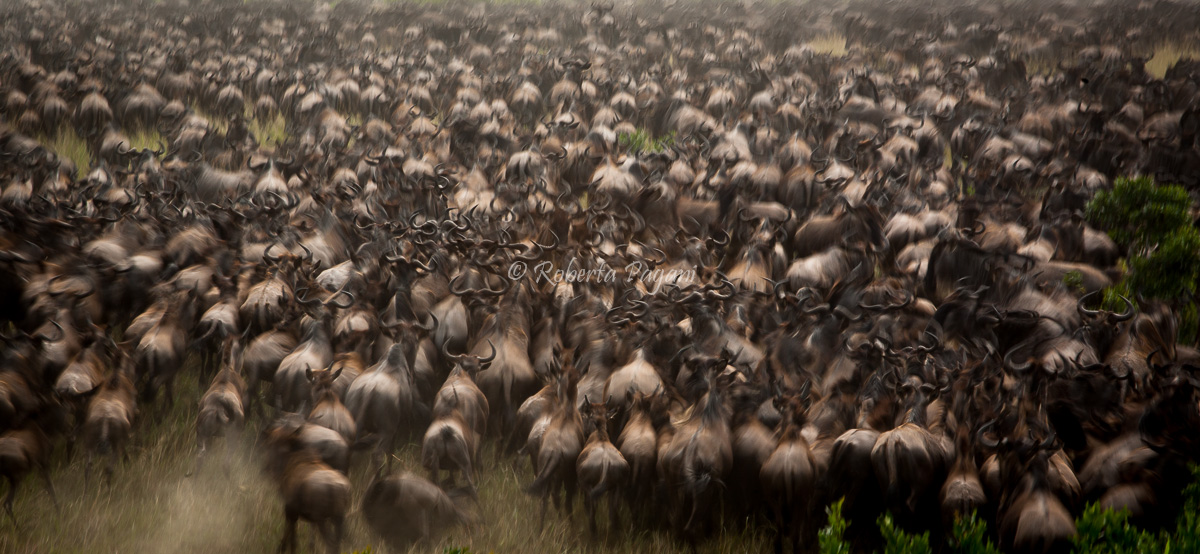 The Great Migration