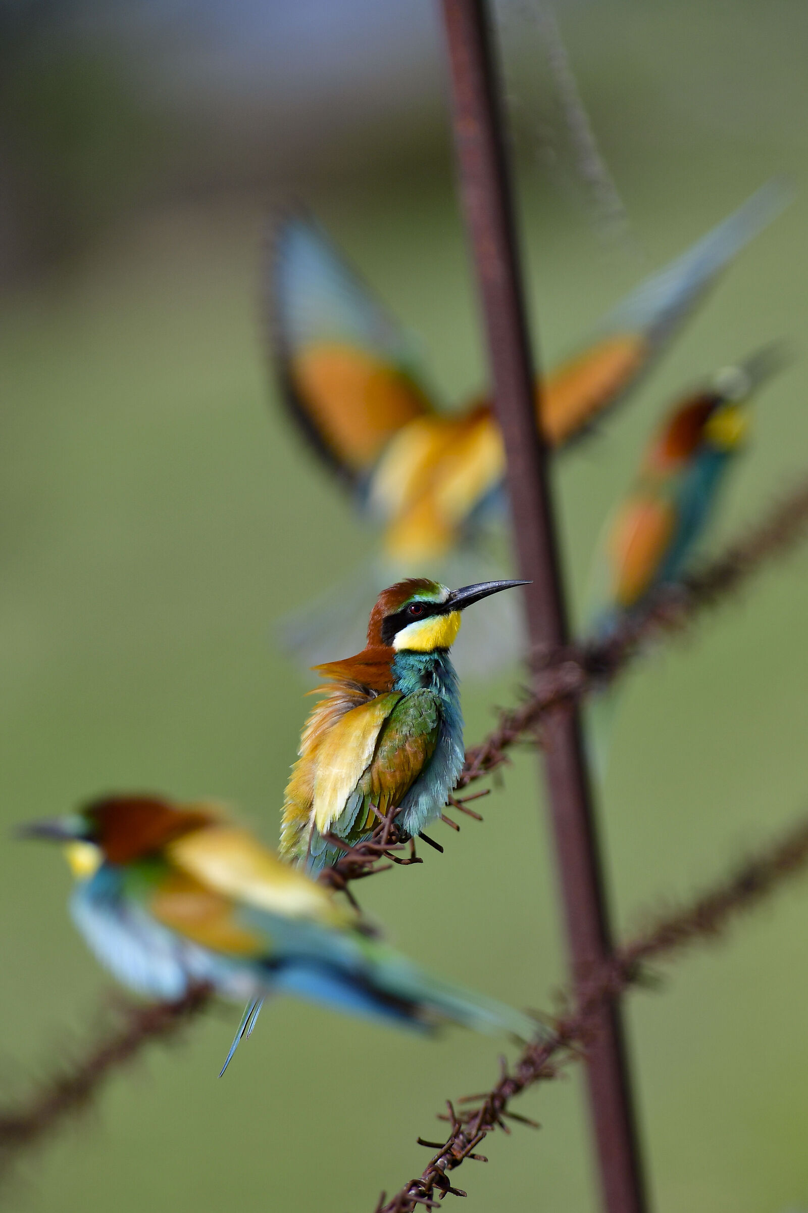 Not even barbed wire limits beauty