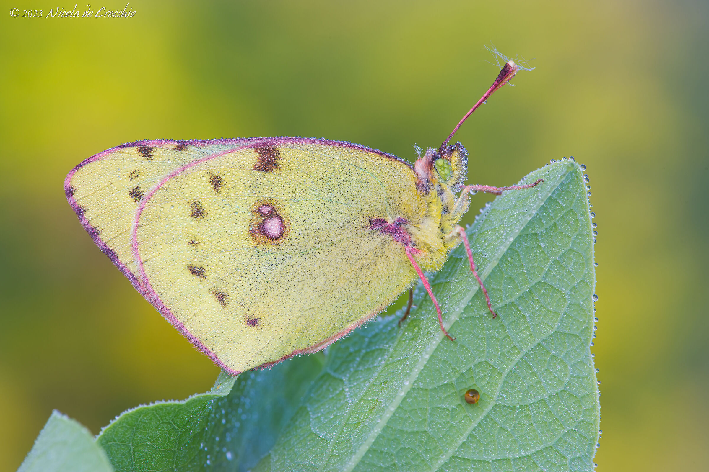 Colias