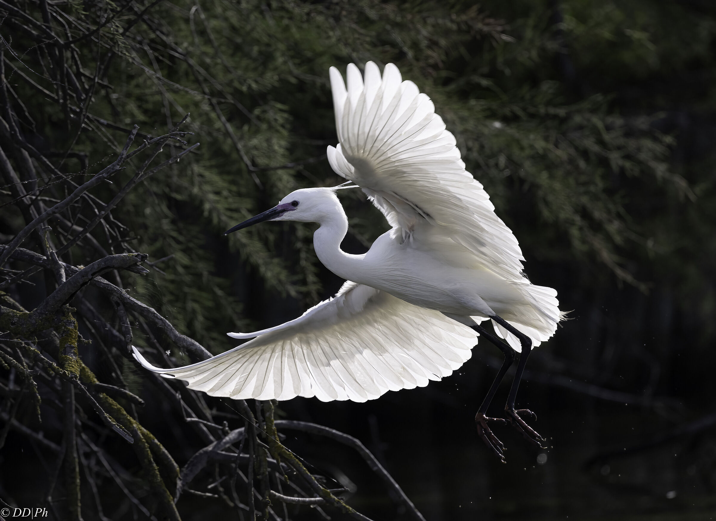 Egret