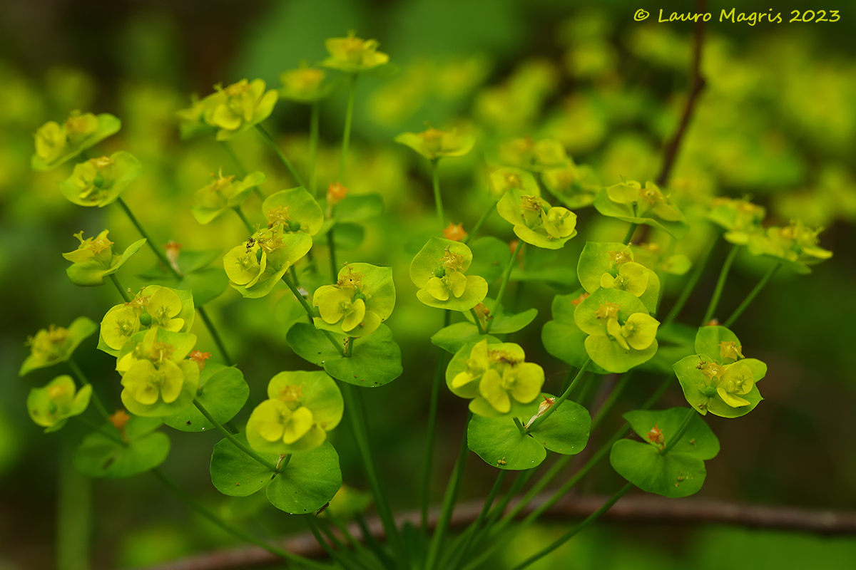 Euforbia delle faggete