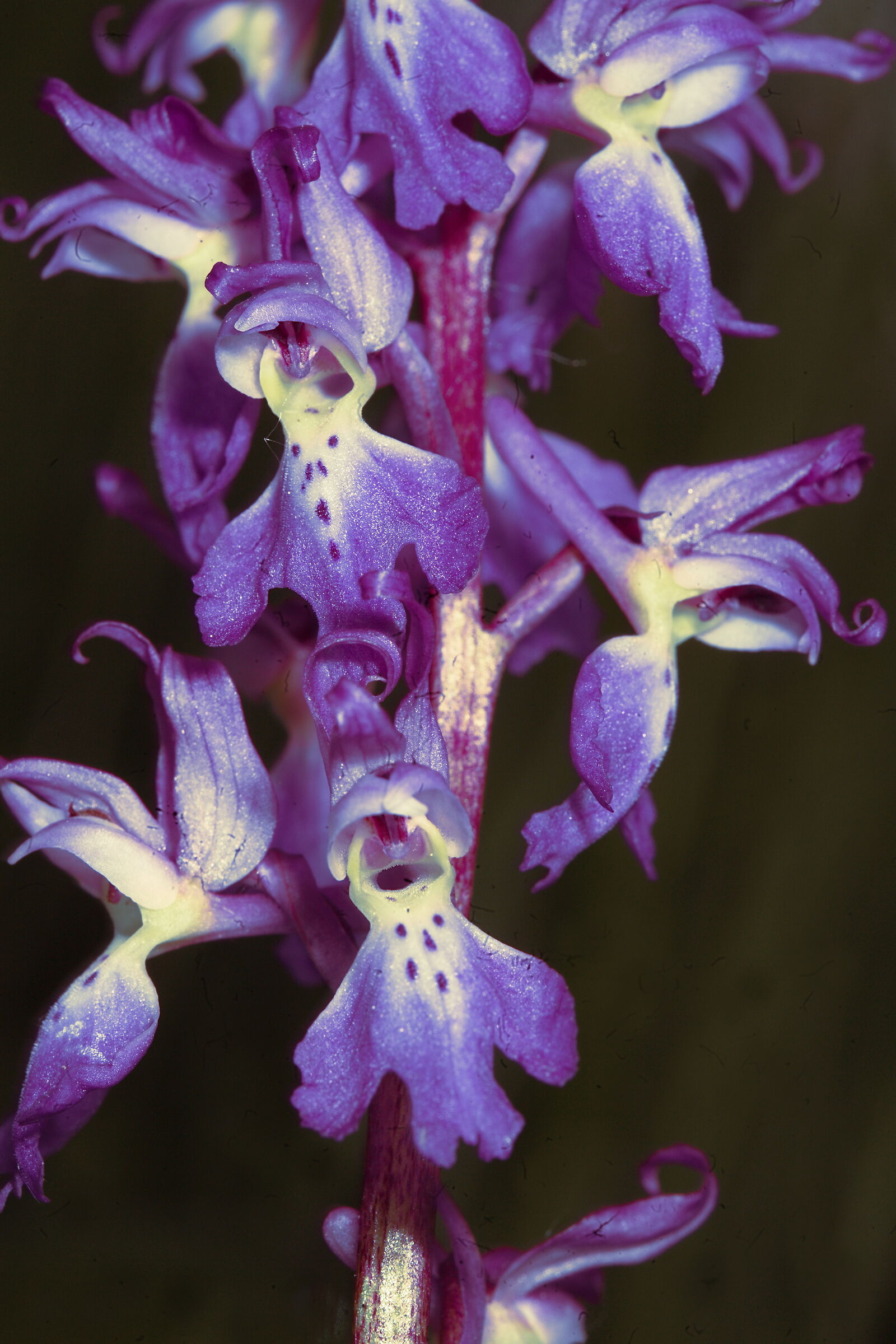 Orchis morio Part.