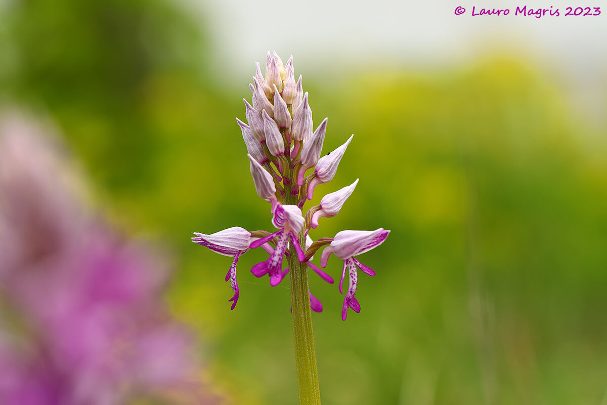Orchidea militare tra i colori