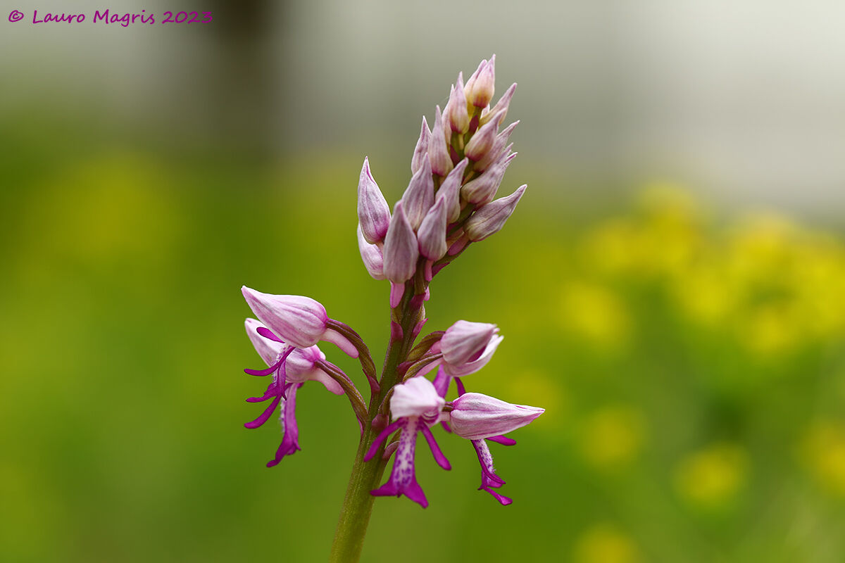 Orchis militaris