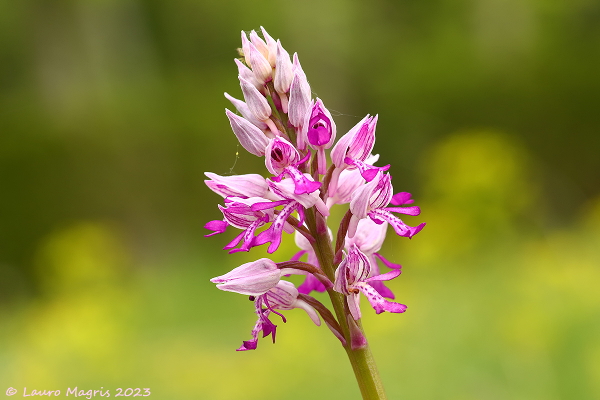 Orchidea militare nel giallo