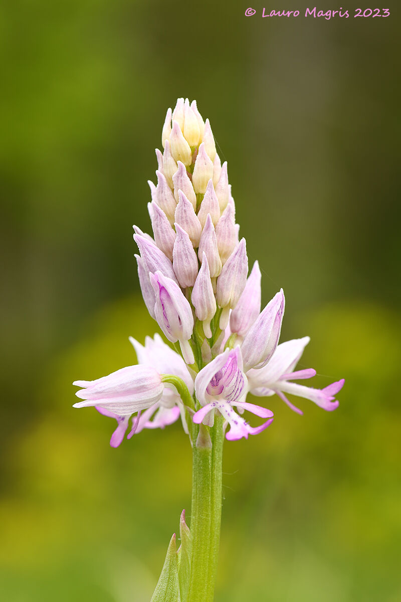 Orchidea militare chiara