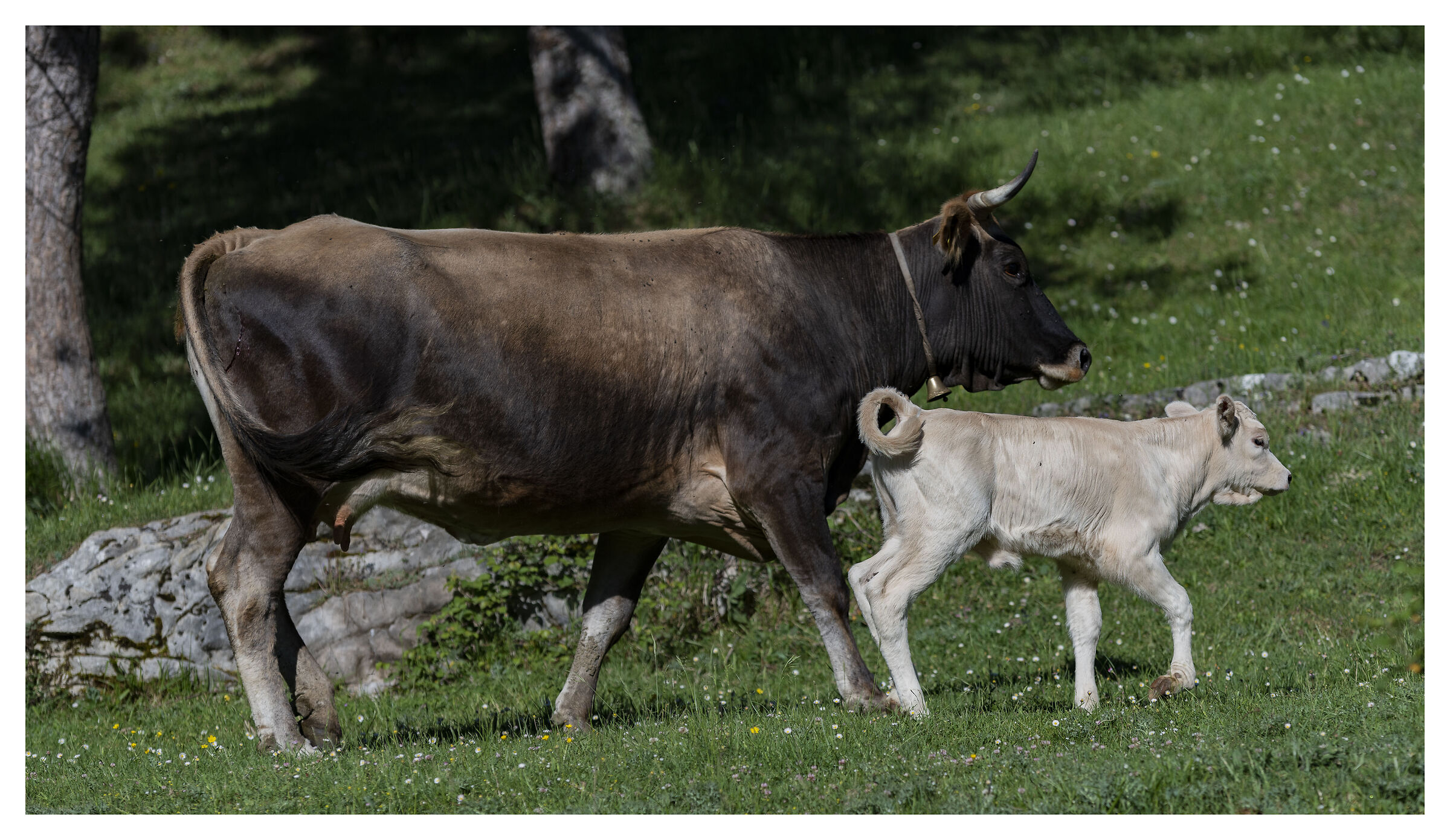 Vai avanti la mamma ti segue