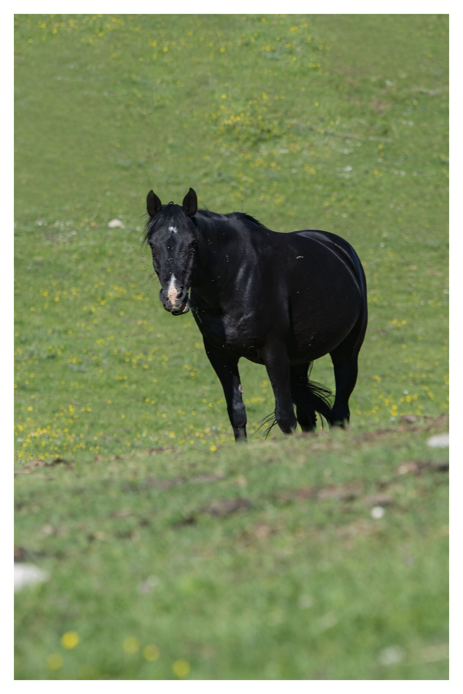 Che state facendo qua?
