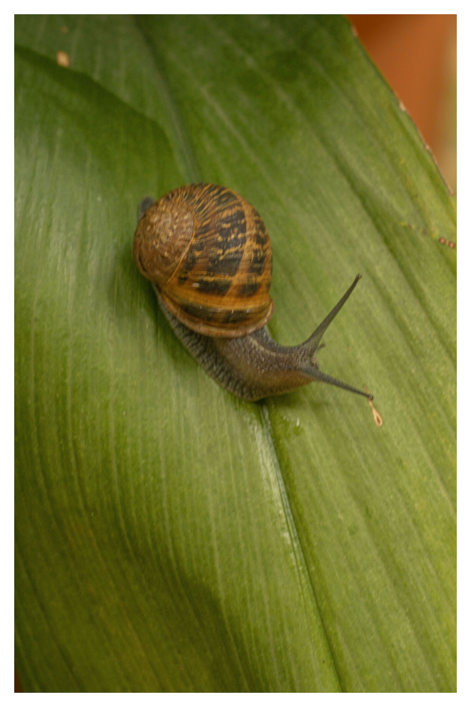 Chissà di qua dove si va!