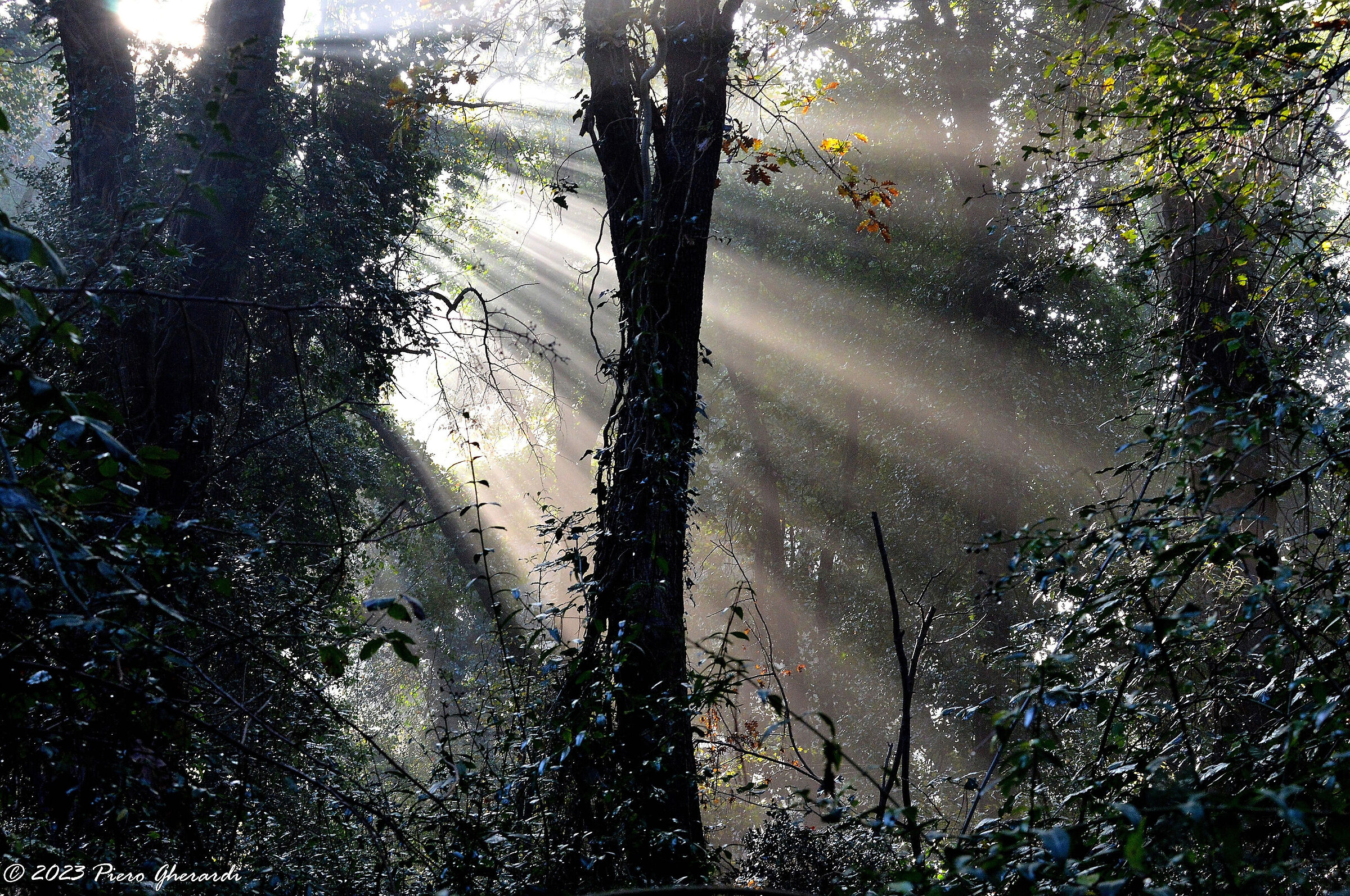Riflessi