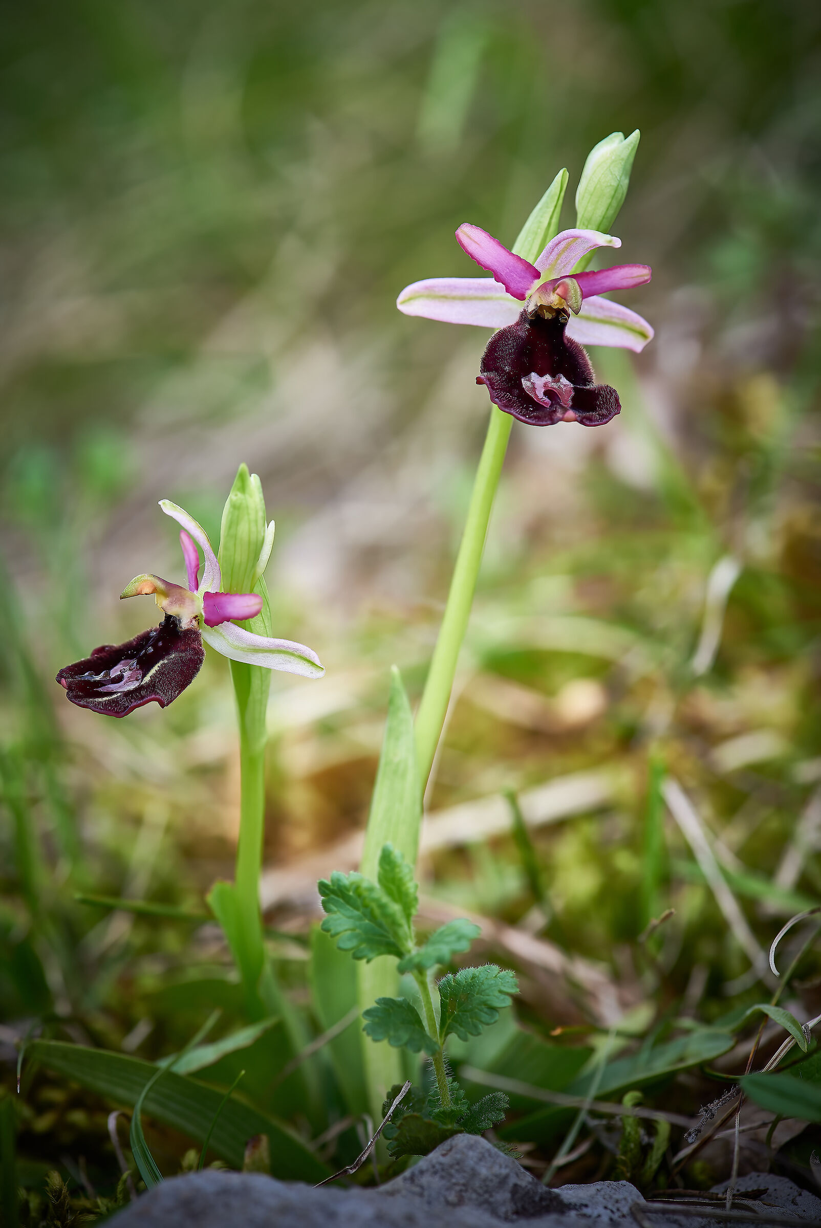Ophrys benacensis